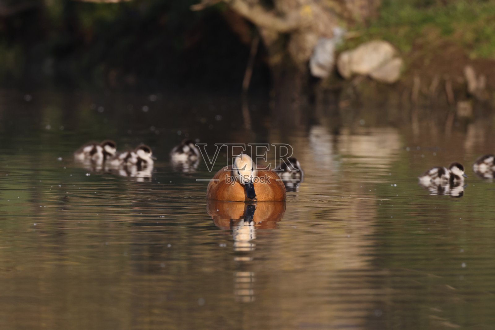 德国，在水中觅食的红壳鸭(塔多纳铁锈)照片摄影图片