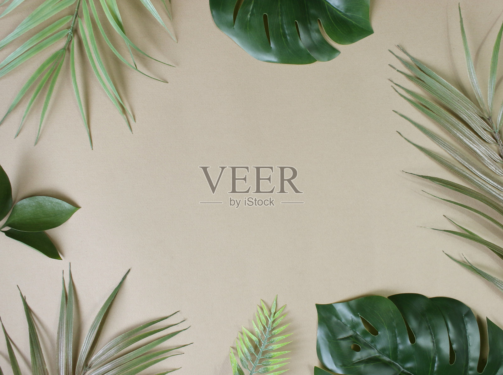 热带棕榈叶背景复制空间。平铺，自然概念，模型照片摄影图片