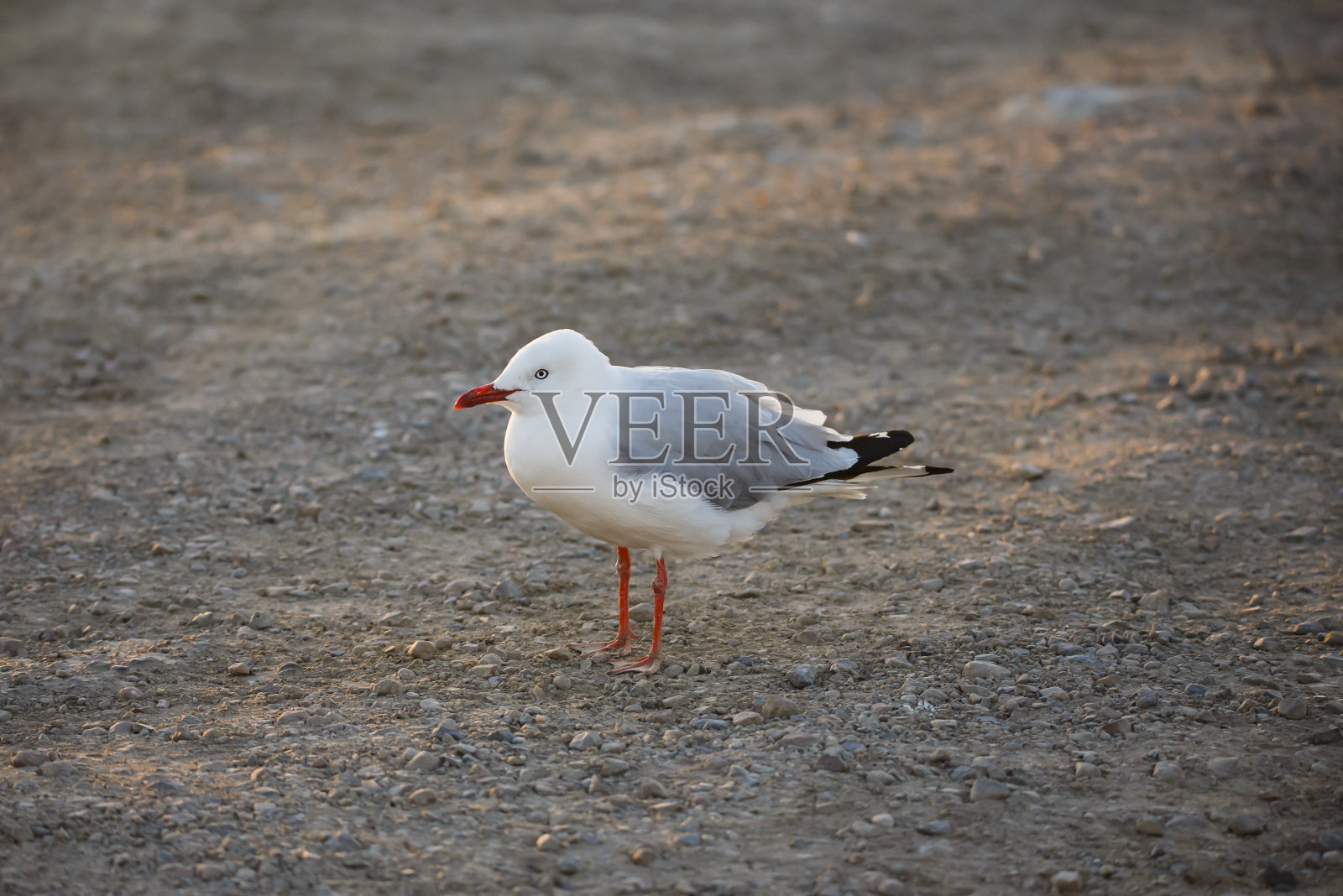 日落中的银鸥照片摄影图片