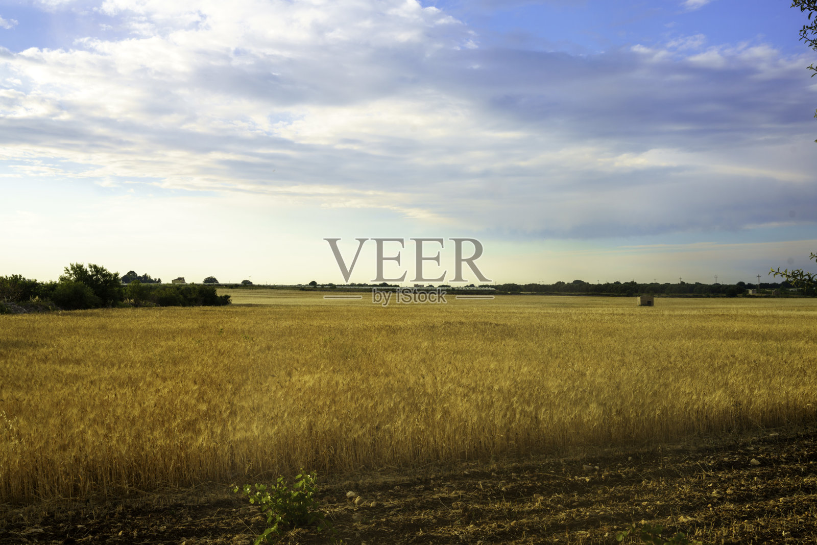 Bitonto和Conversano之间的Apulia的乡村景观照片摄影图片