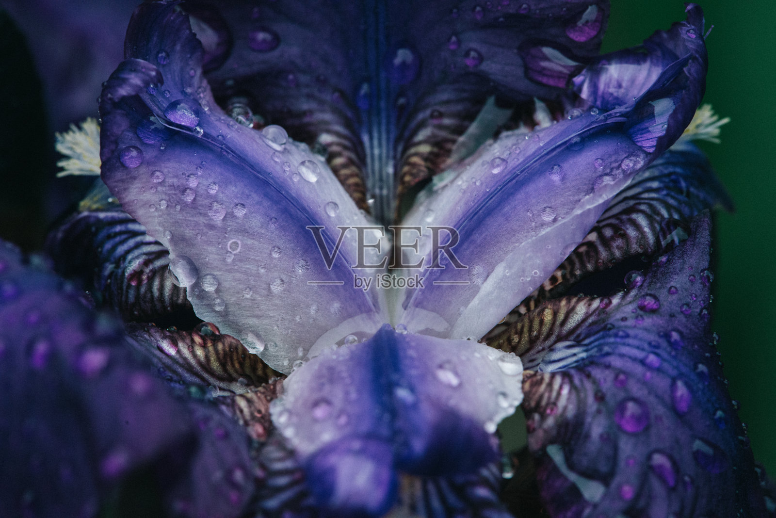 紫色鸢尾花的宏观视图照片摄影图片