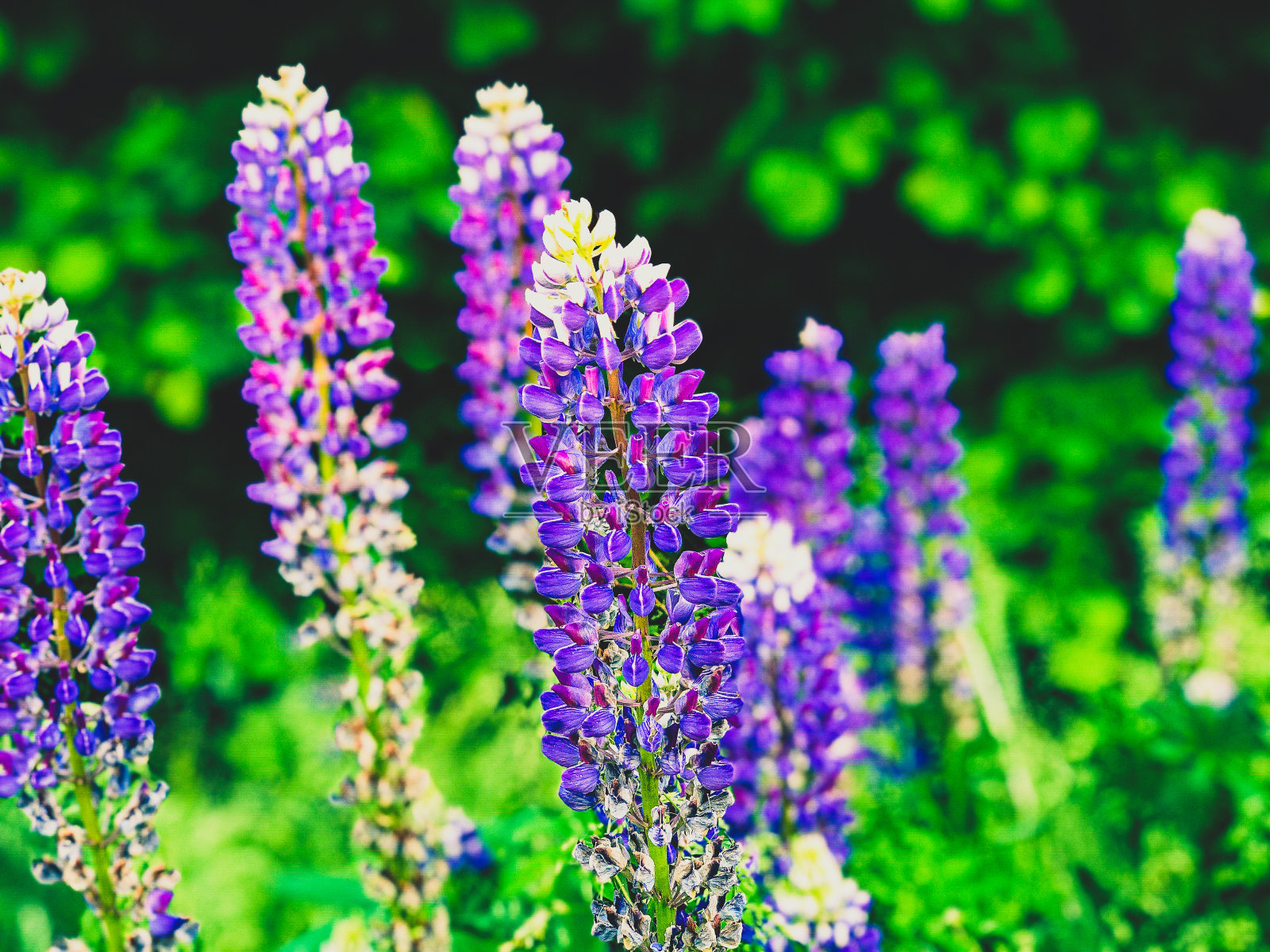 紫色的花在自然界与模糊的背景。照片摄影图片