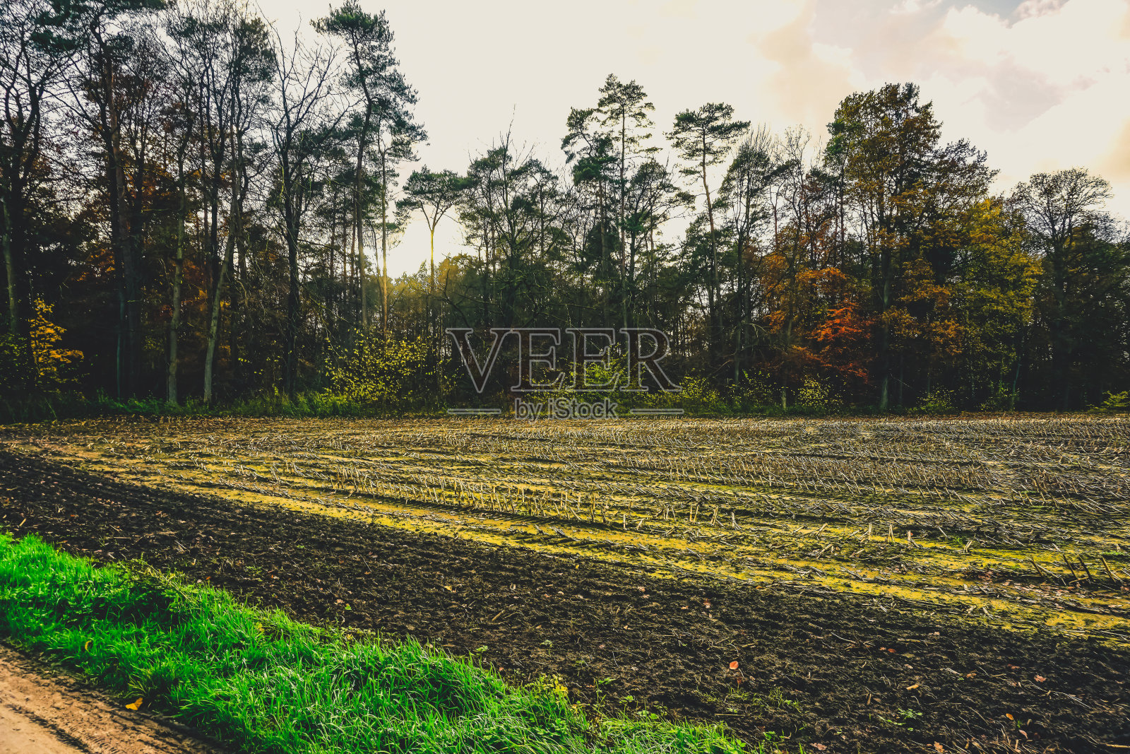 秋天的田野和树木。照片摄影图片