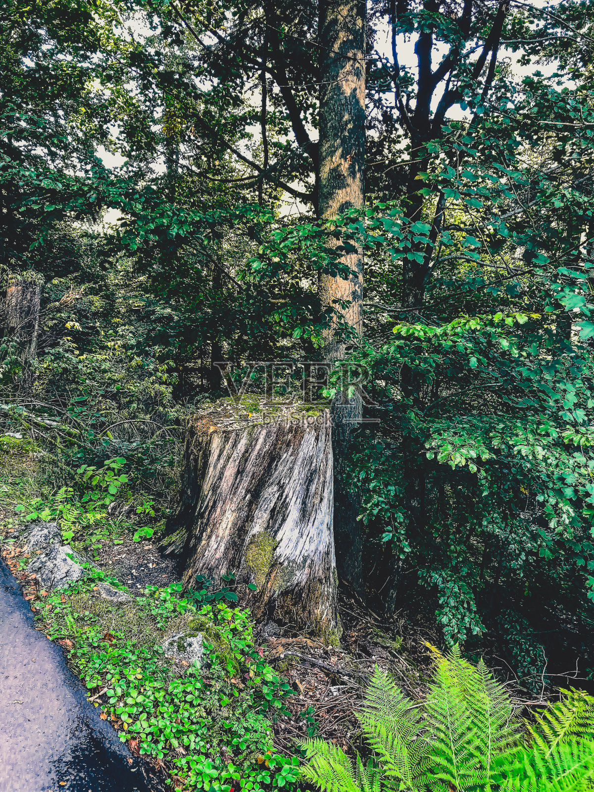 有老树的黑色森林。照片摄影图片