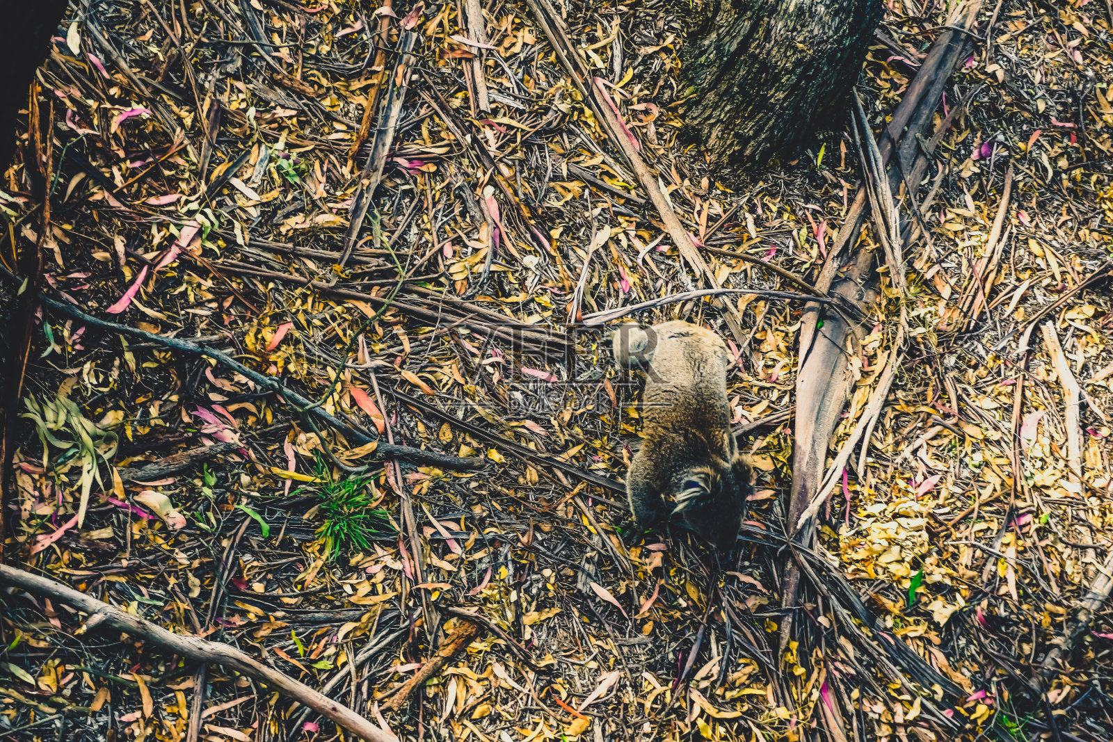 一只考拉在去另一棵树的路上。照片摄影图片