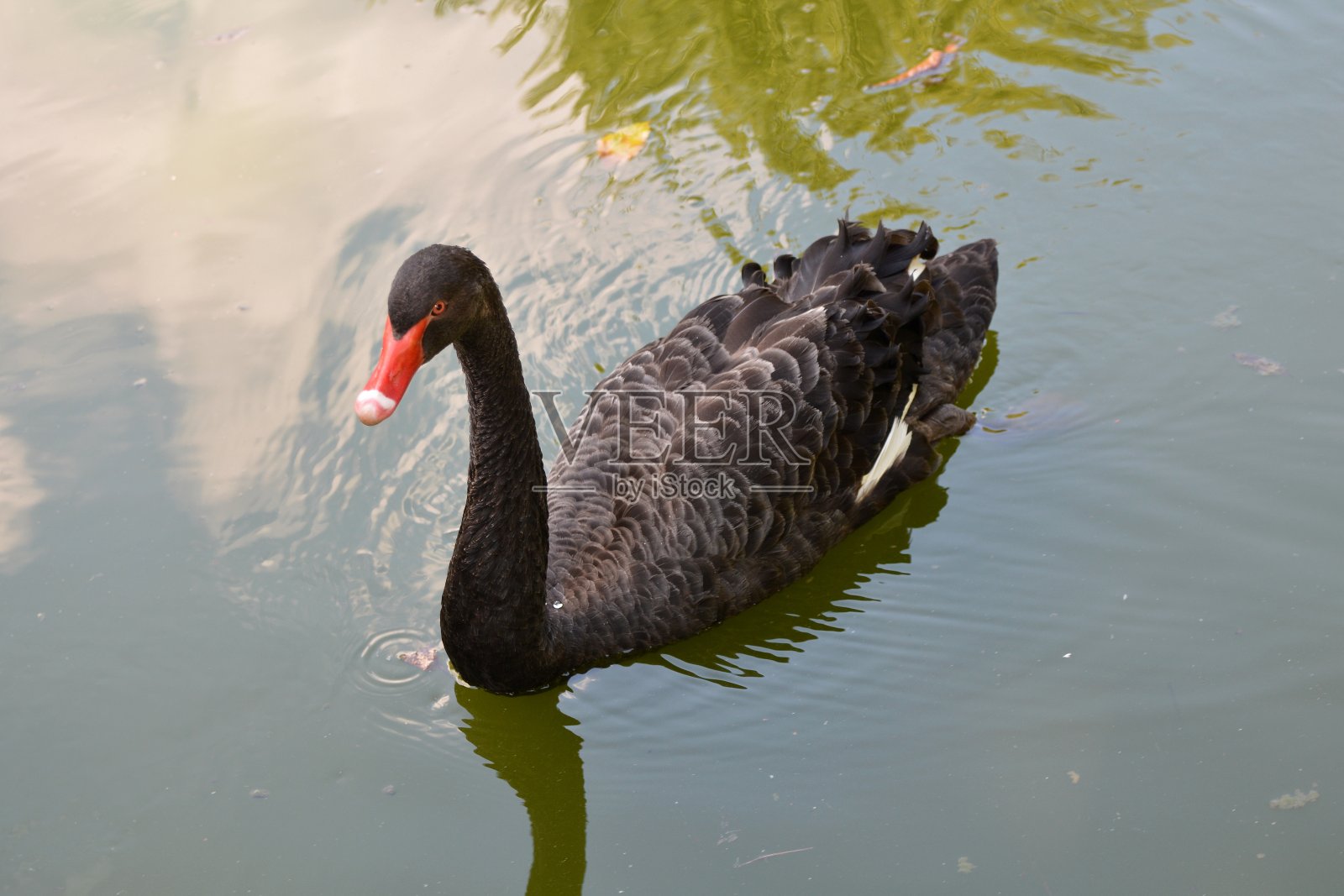 黑天鹅照片摄影图片