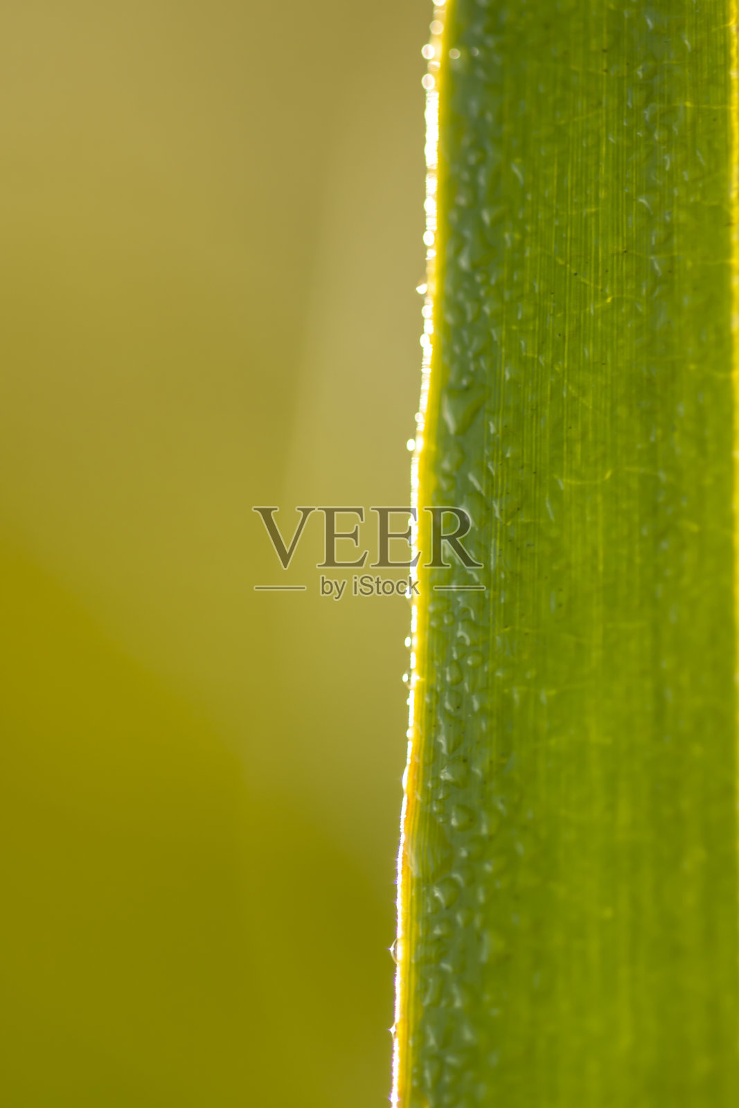 宏观背光棕榈叶手指边缘露和软绿色背景照片摄影图片