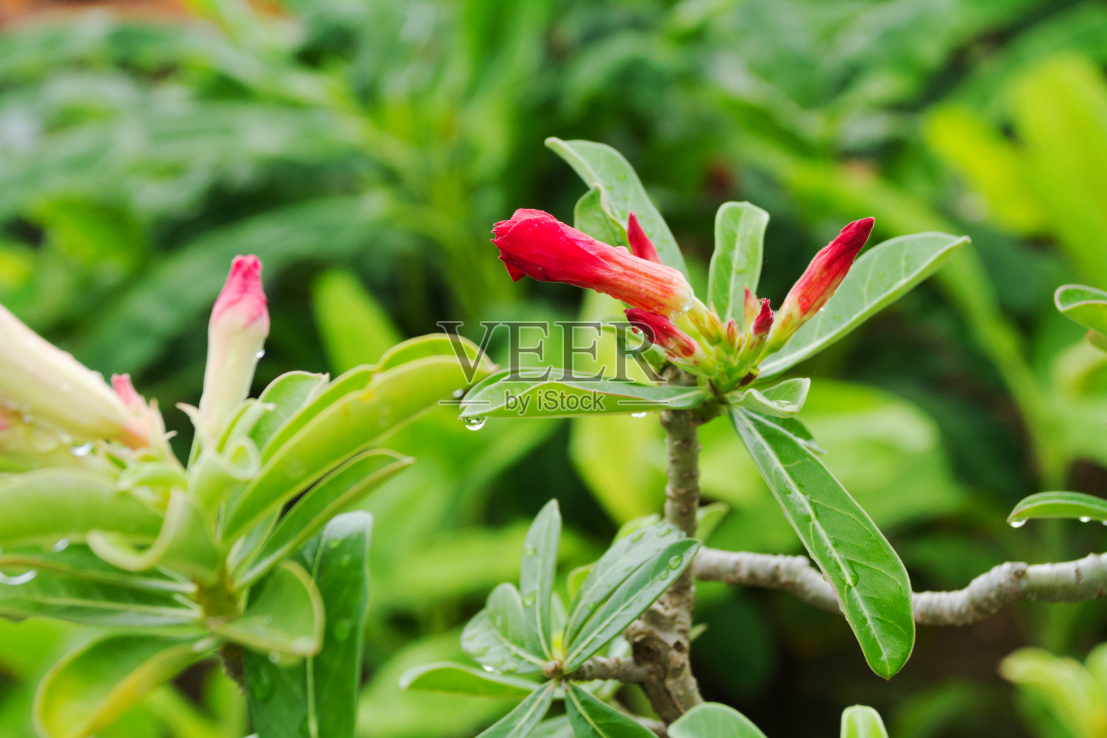 新鲜的夹竹桃花在小枝照片摄影图片
