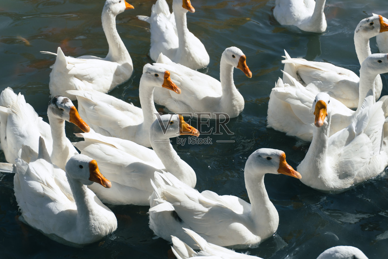 鹅照片摄影图片