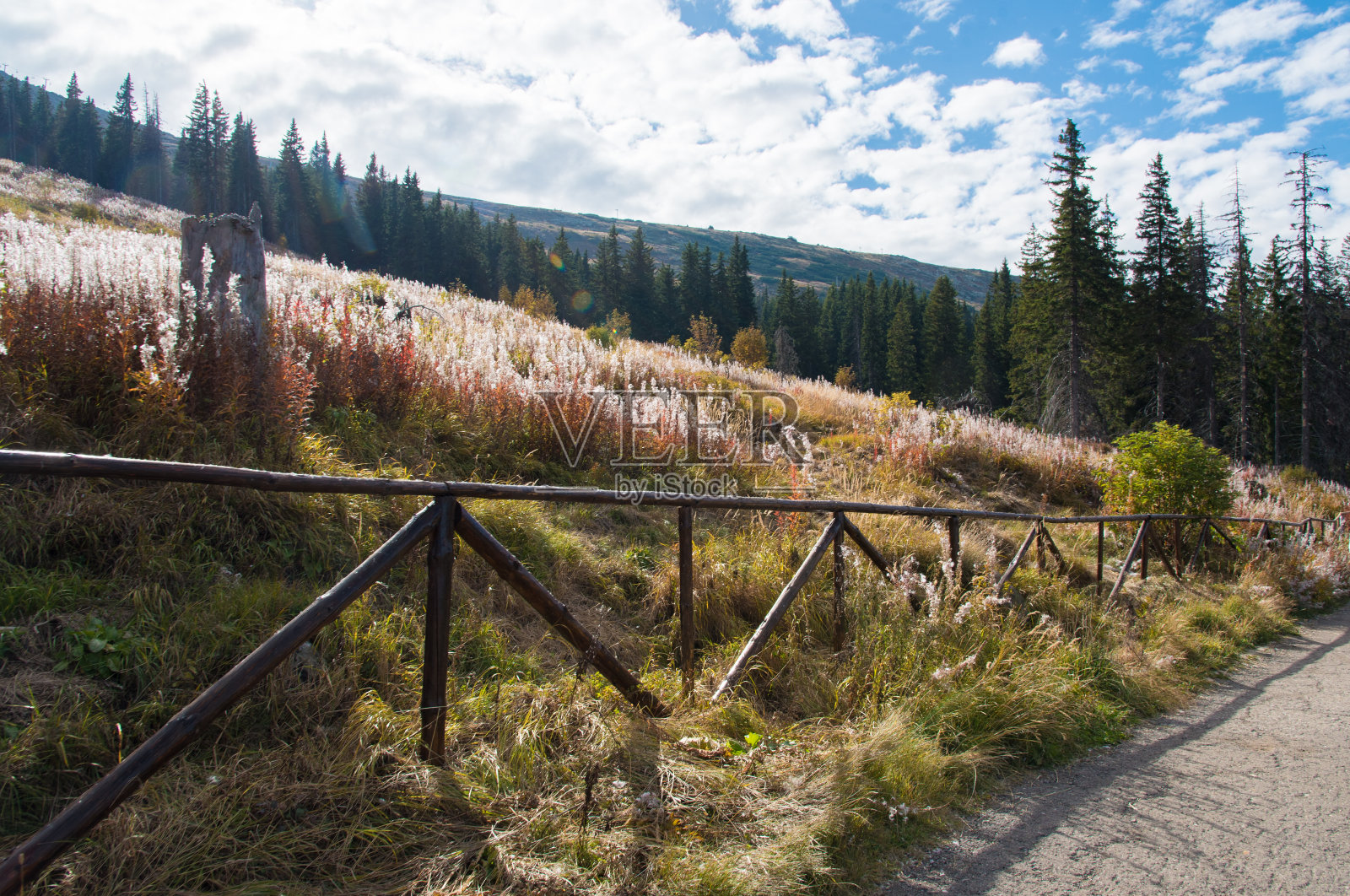维托沙山岭上五彩缤纷的秋花照片摄影图片