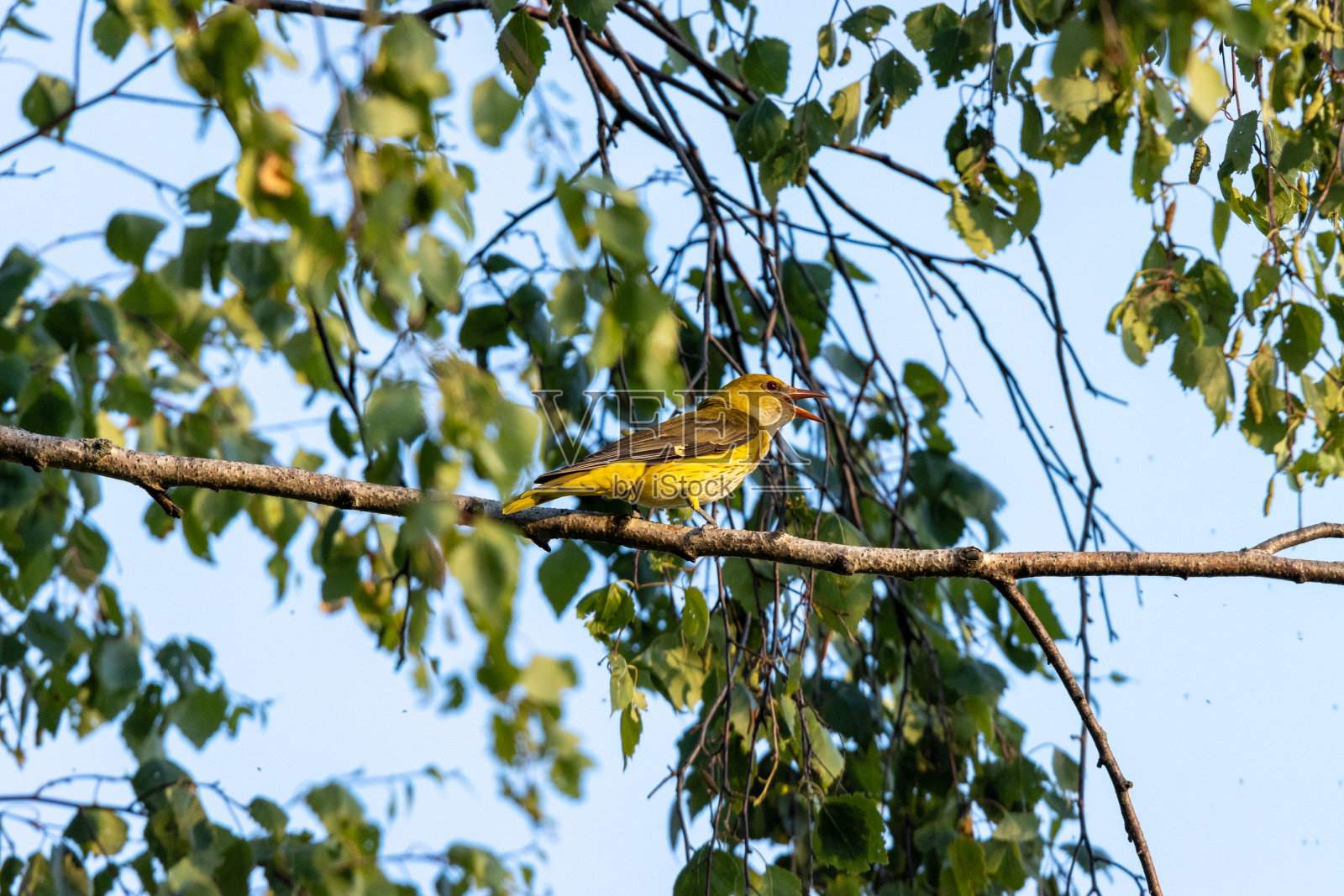 金莺(Oriolus Oriolus)照片摄影图片