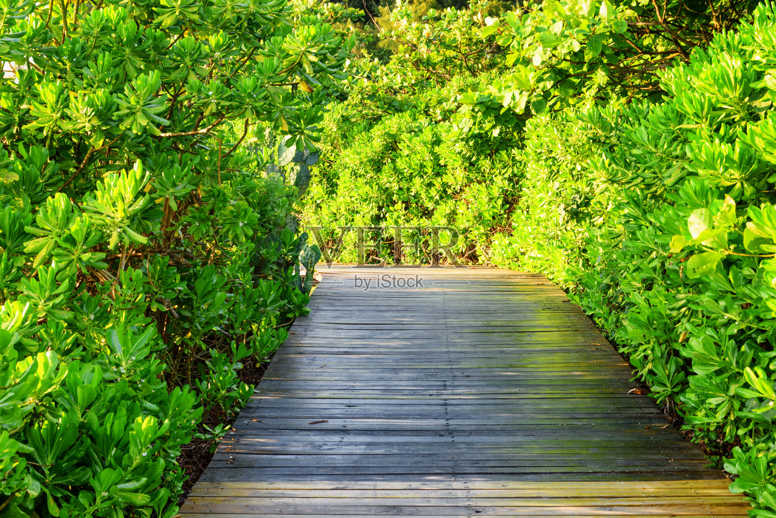 风景优美的木径，在公园里明亮的绿色树叶之间照片摄影图片