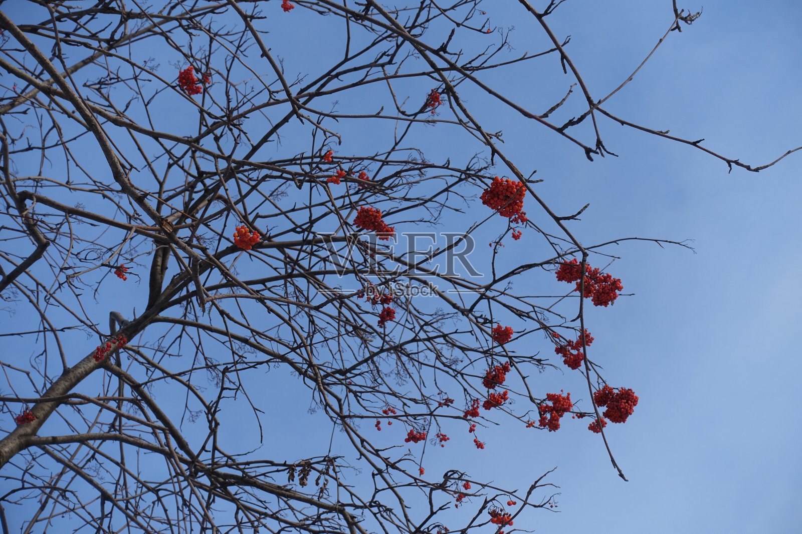 在一月的蓝天下，花楸的无叶枝条上有一些红色的浆果照片摄影图片