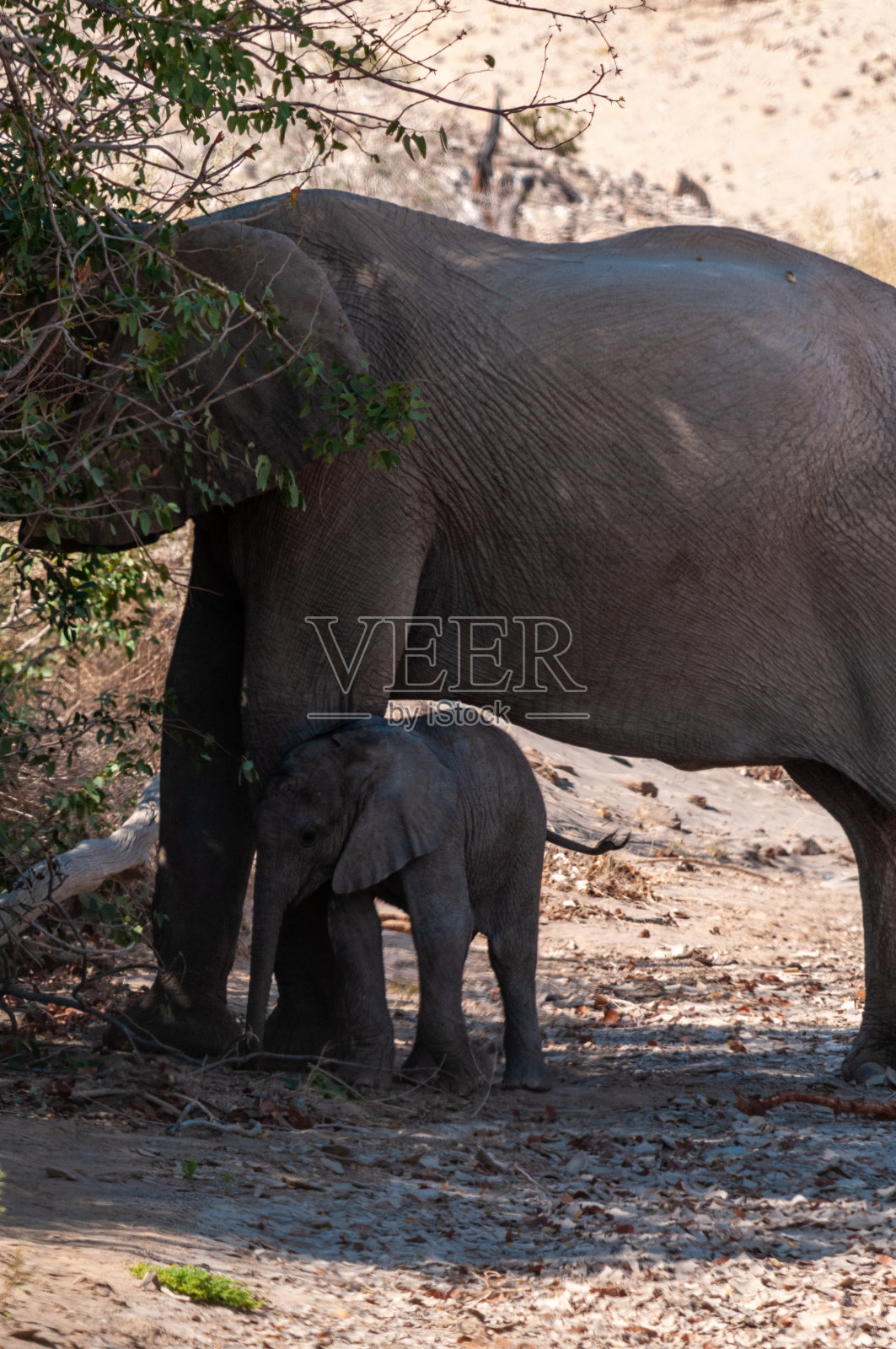 沙漠象和它正在进食的幼崽照片摄影图片