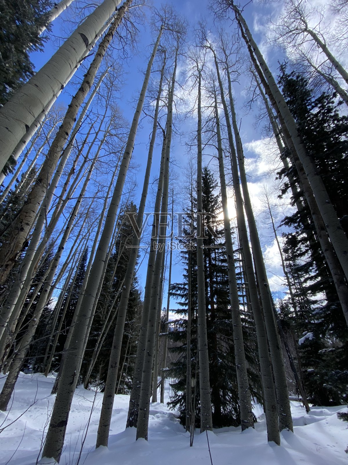 冬季森林照片摄影图片