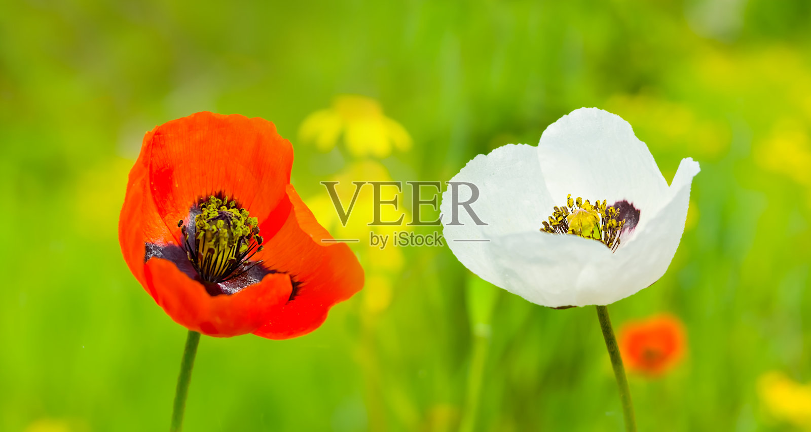 绿色草原上鲜红的花朵照片摄影图片