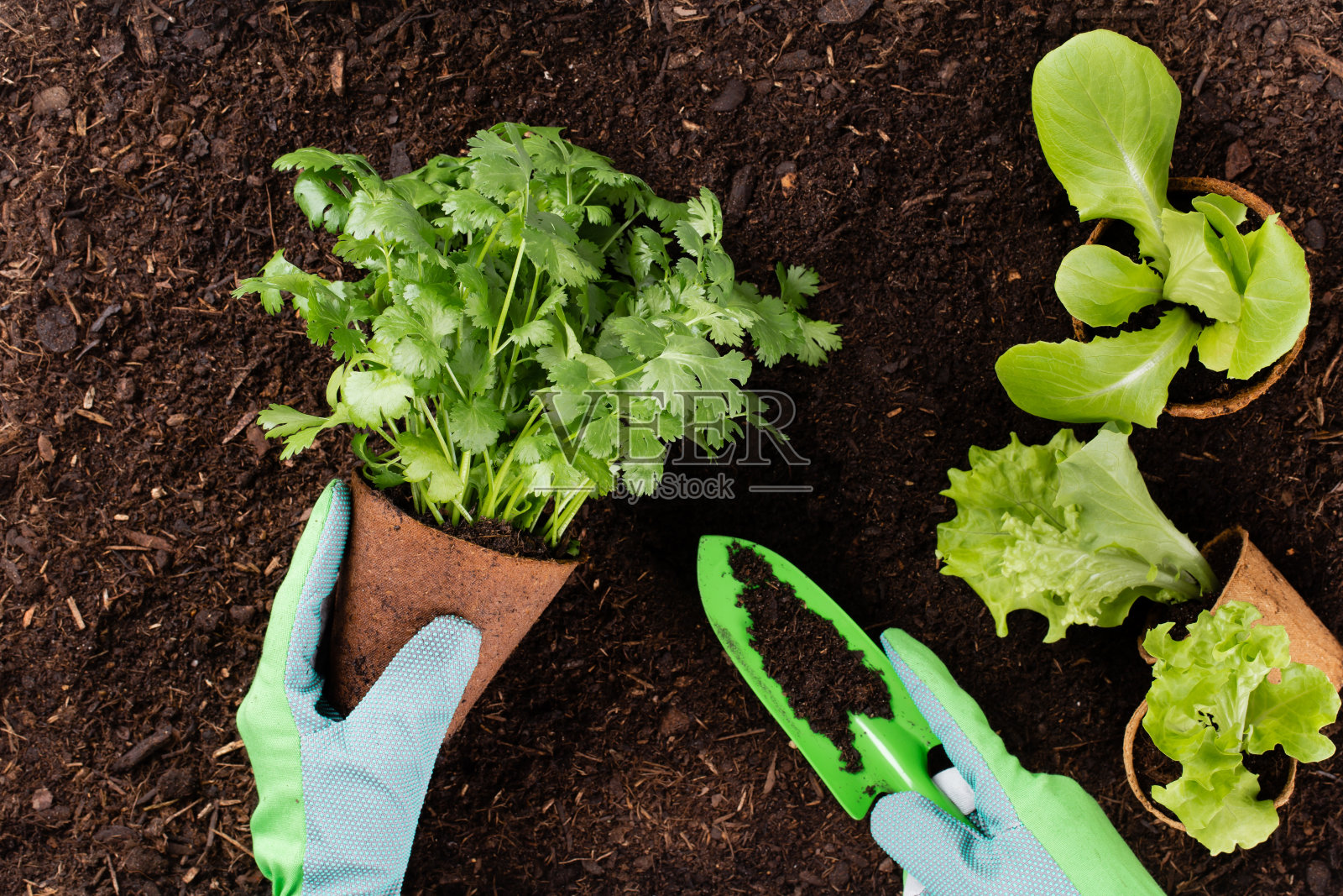 在菜园里，一名妇女正在种植生菜沙拉的幼苗照片摄影图片