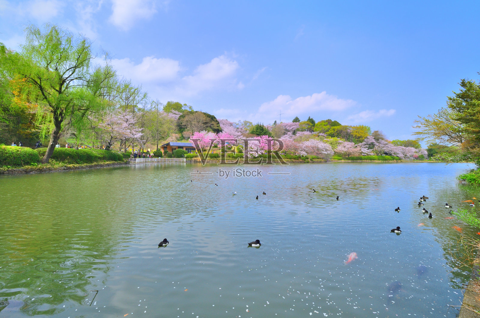 图为，神奈川县横滨市三池公园的樱花和蓝天正在盛开照片摄影图片