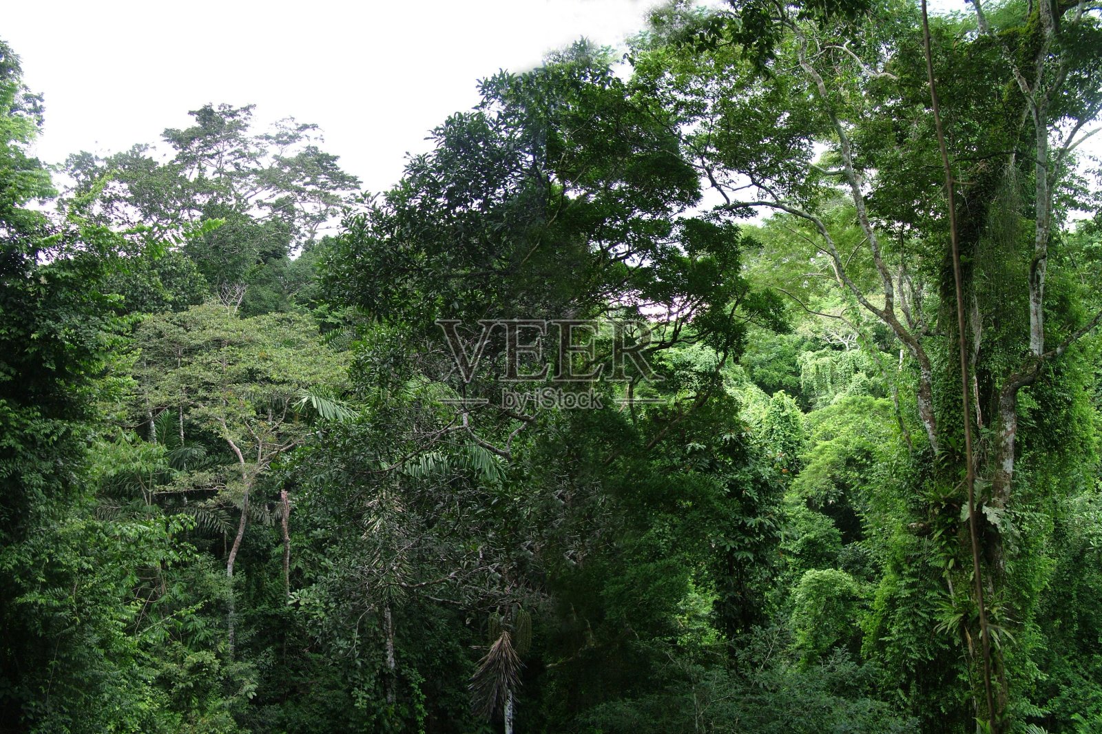 秘鲁亚马逊雨林照片摄影图片