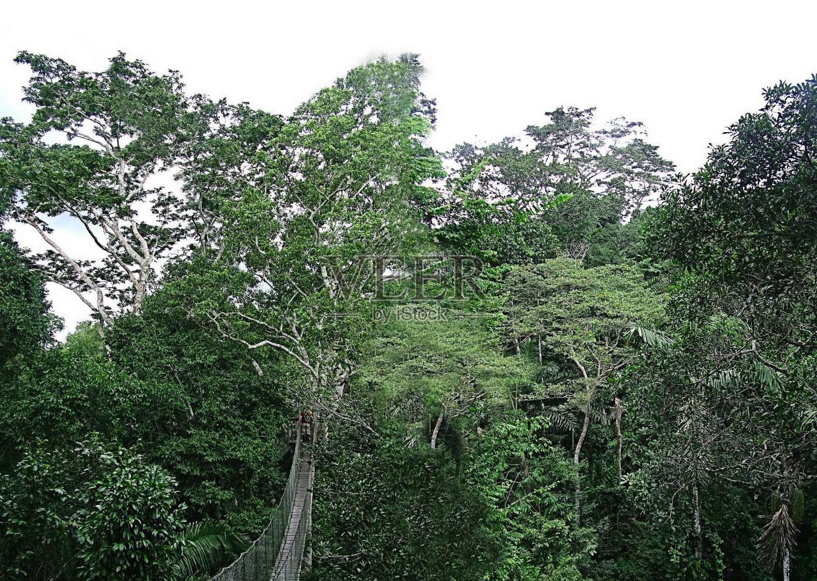秘鲁亚马逊雨林照片摄影图片