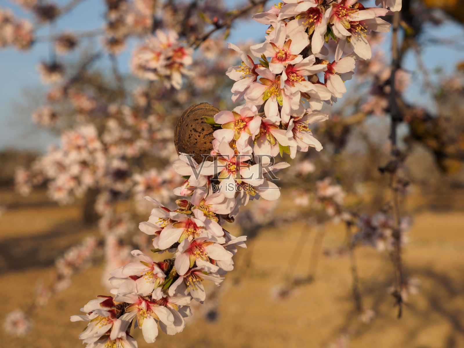 开花杏仁树枝照片摄影图片