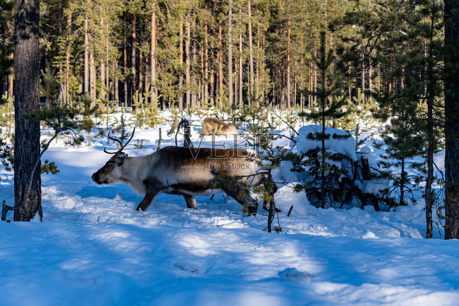 雨鹿照片摄影图片