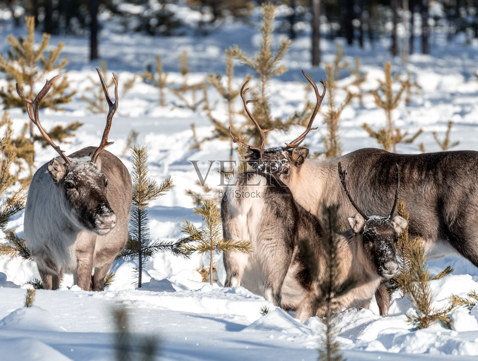 雨鹿照片摄影图片