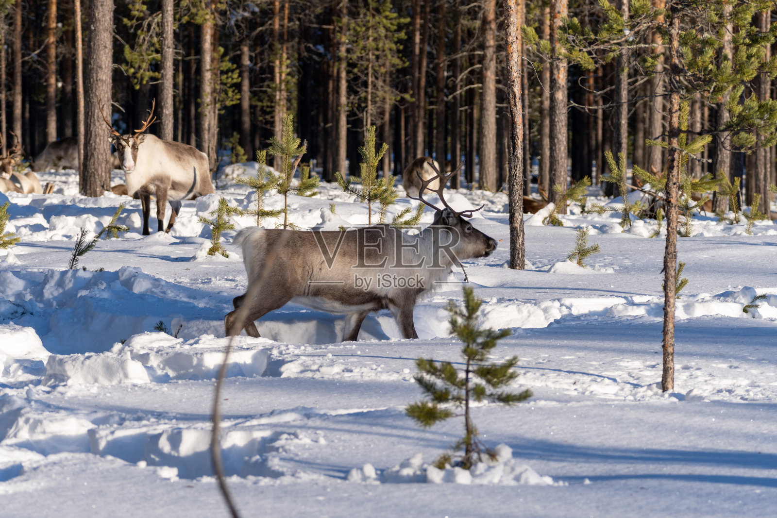 雨鹿照片摄影图片