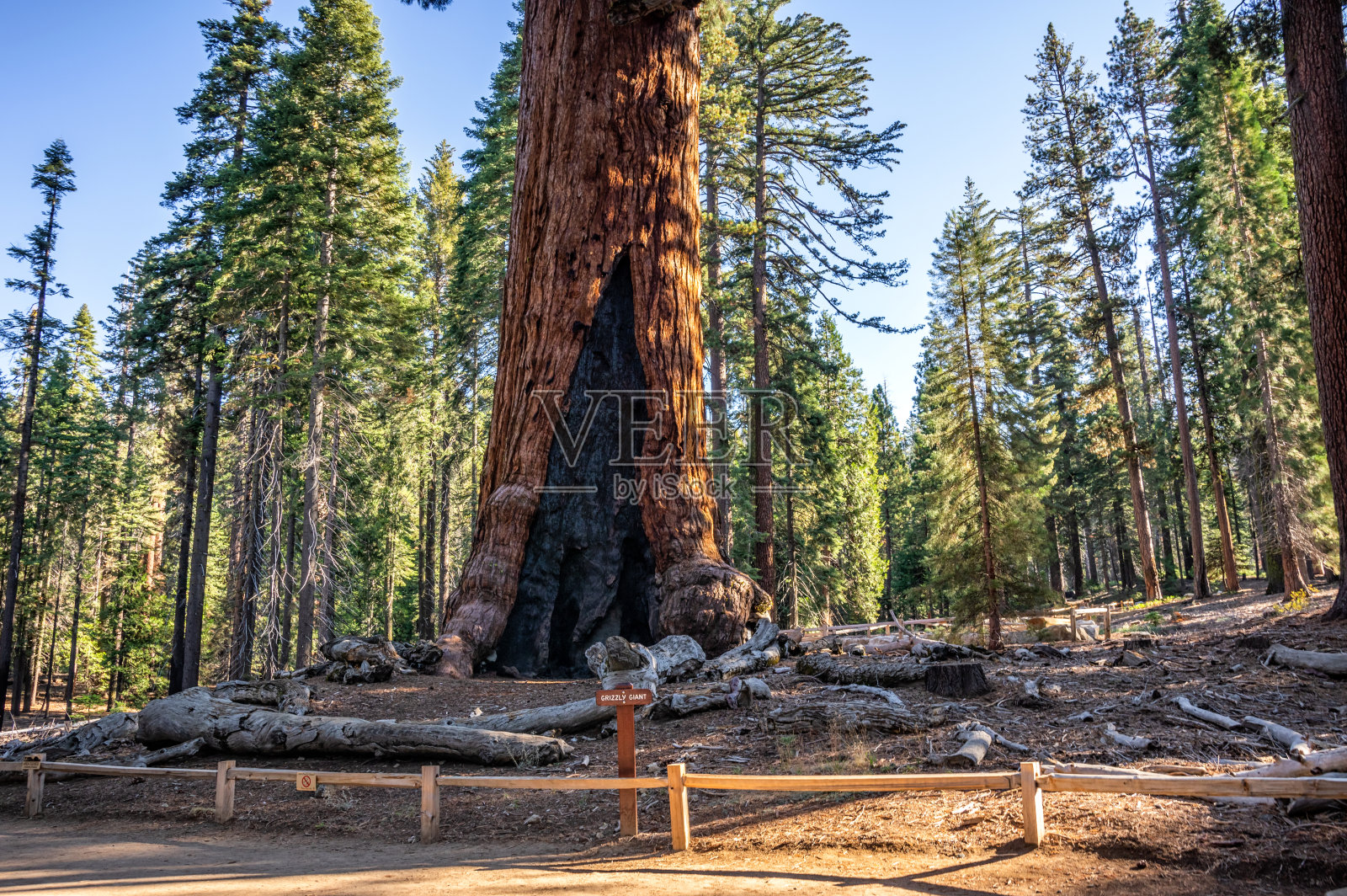 马里泊萨树林里的灰熊巨人照片摄影图片