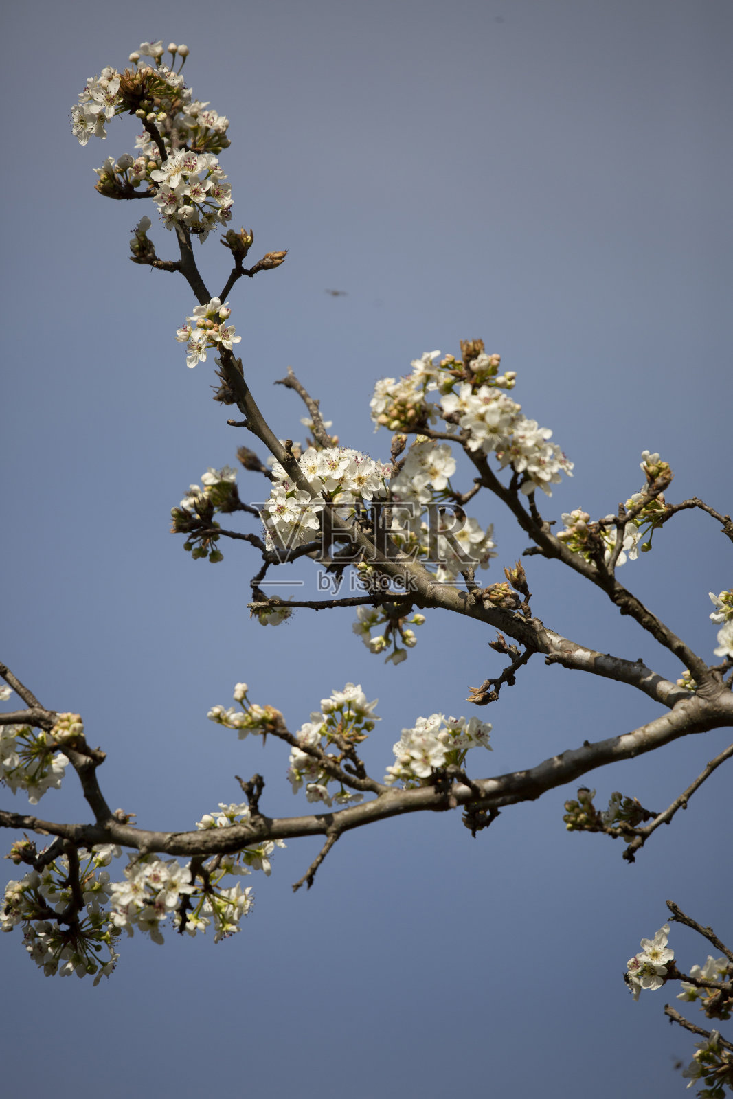 布拉德福德梨树上的花照片摄影图片