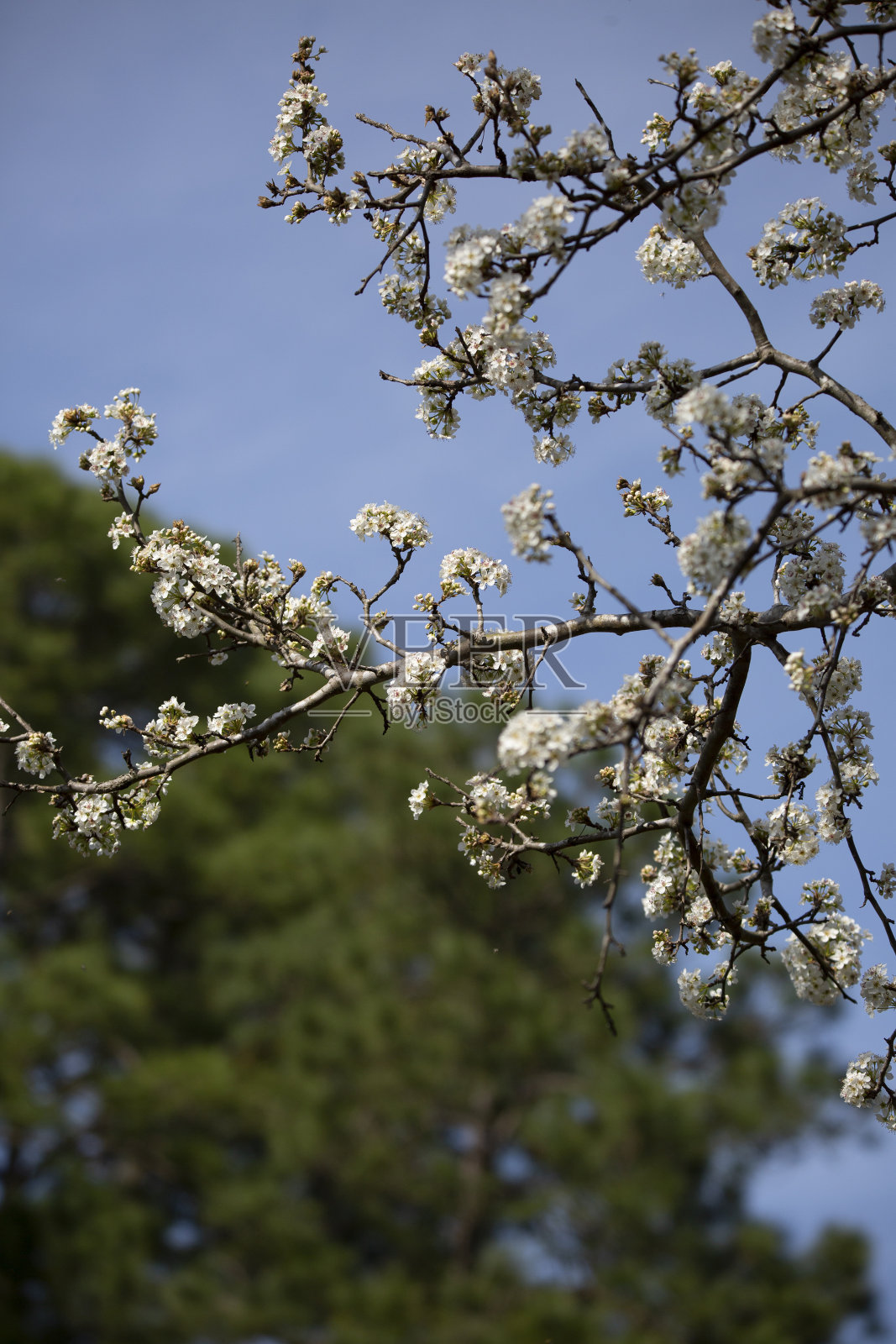 布拉德福德梨树上的花照片摄影图片