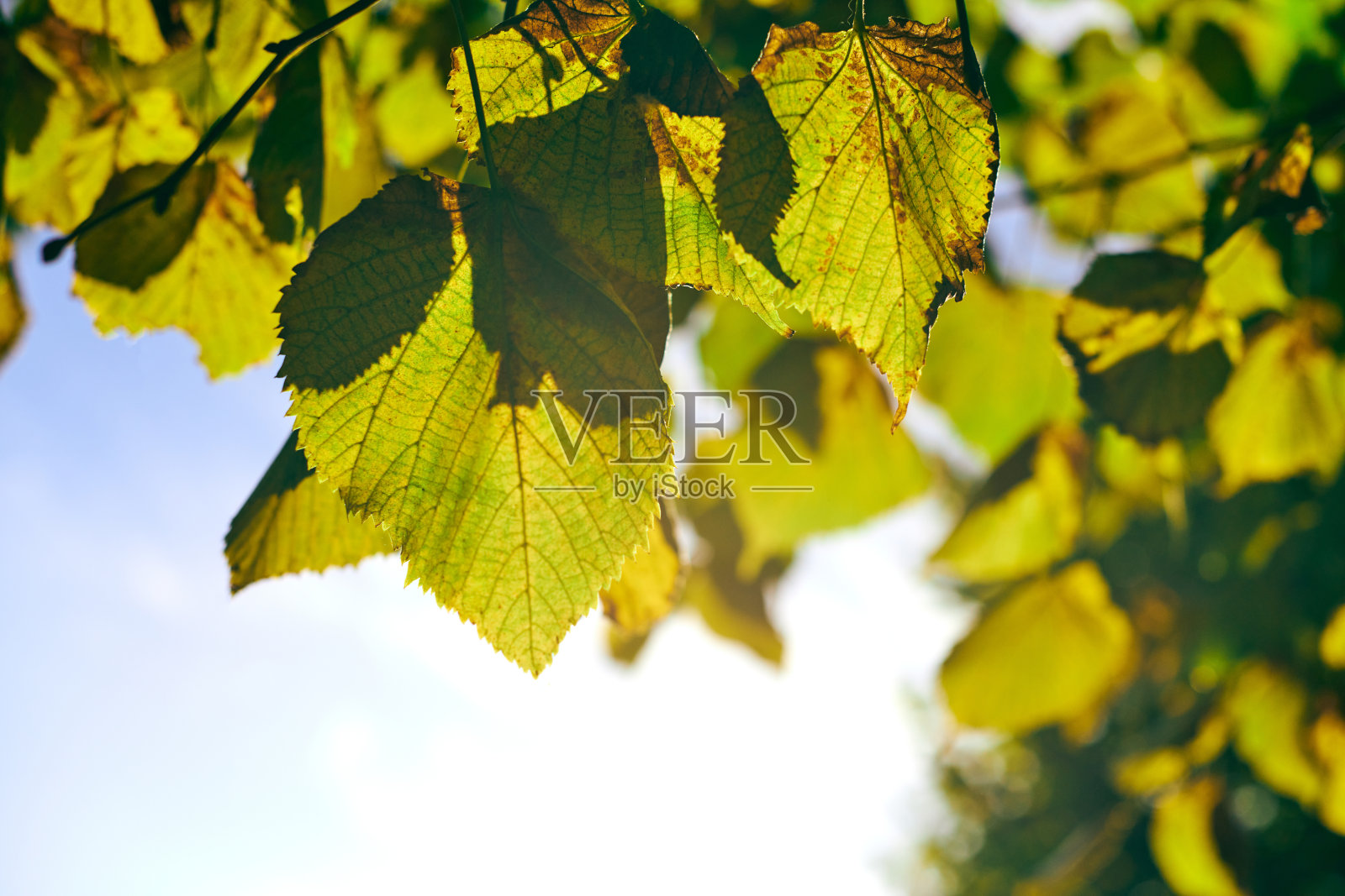 绿色和黄色的大叶菩提树，透过大叶菩提树看，蔚蓝的天空照片摄影图片