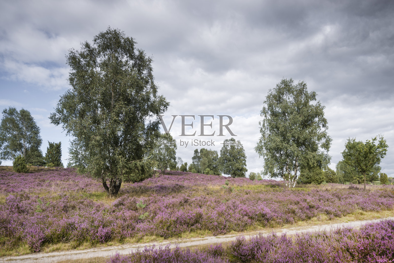 绽放的卢内堡荒原照片摄影图片