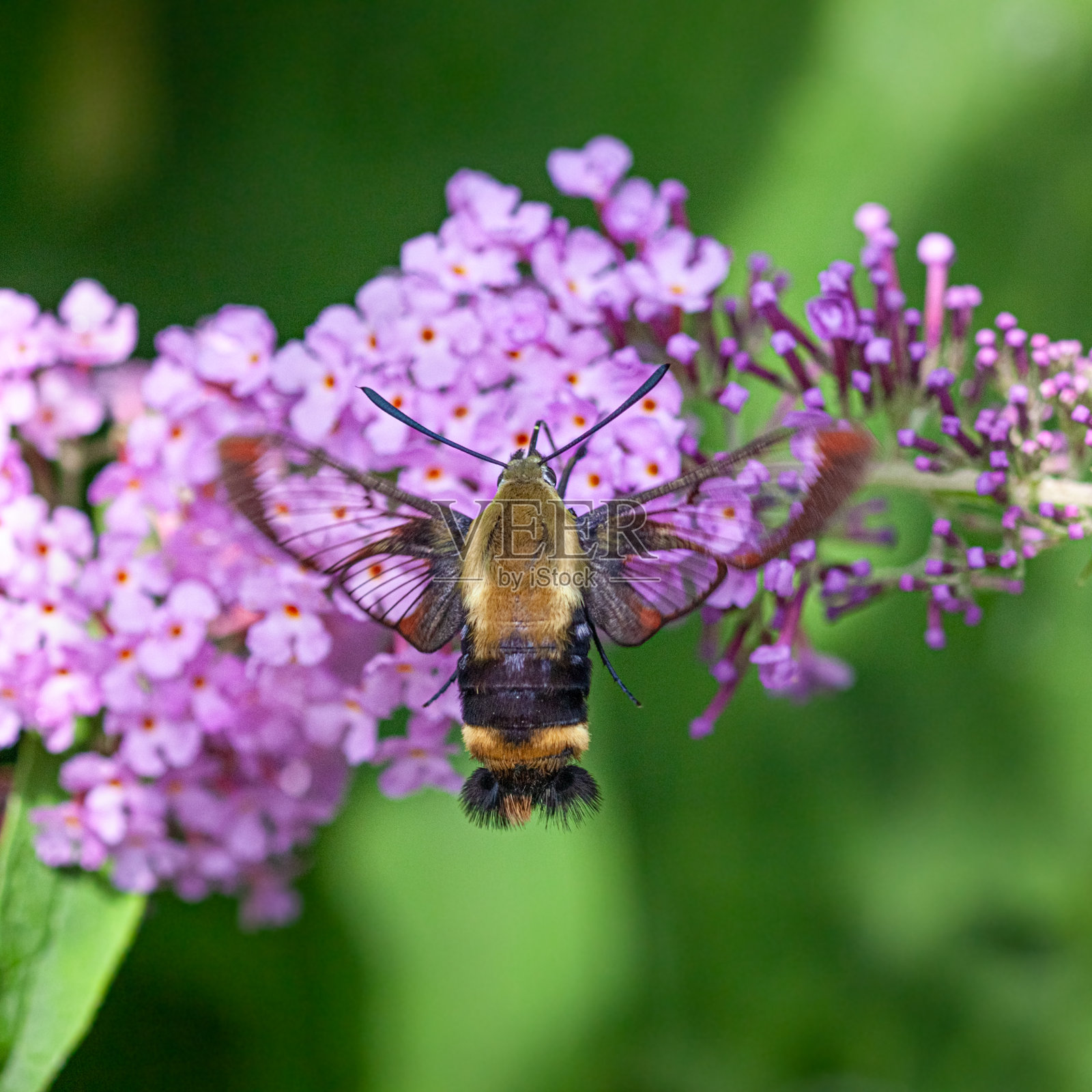 Sphinx du chèvrefeuille， (Hemaris diffinis)，雪莓清。照片摄影图片