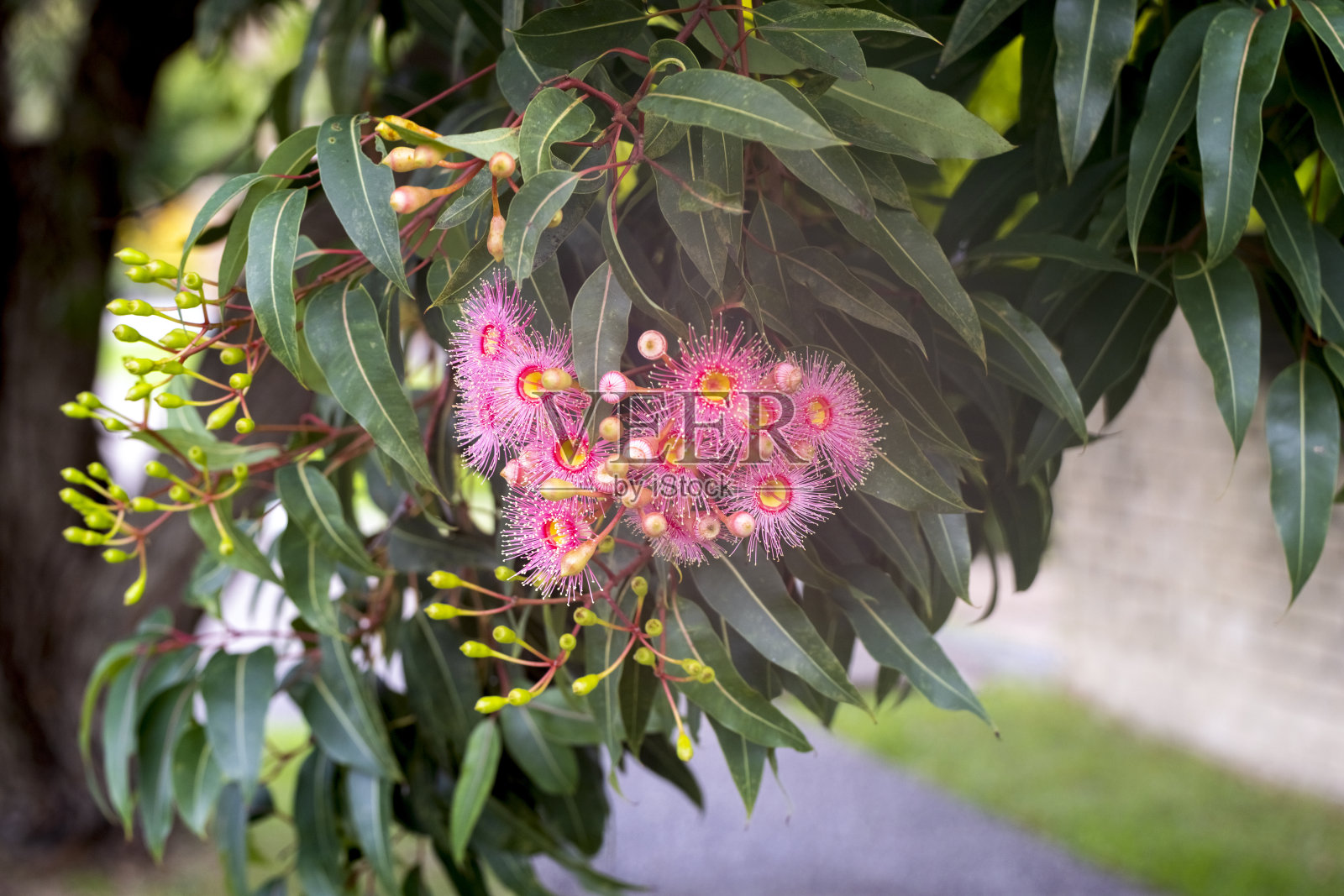 美丽的桉树花和花蕾，背景与复制空间照片摄影图片