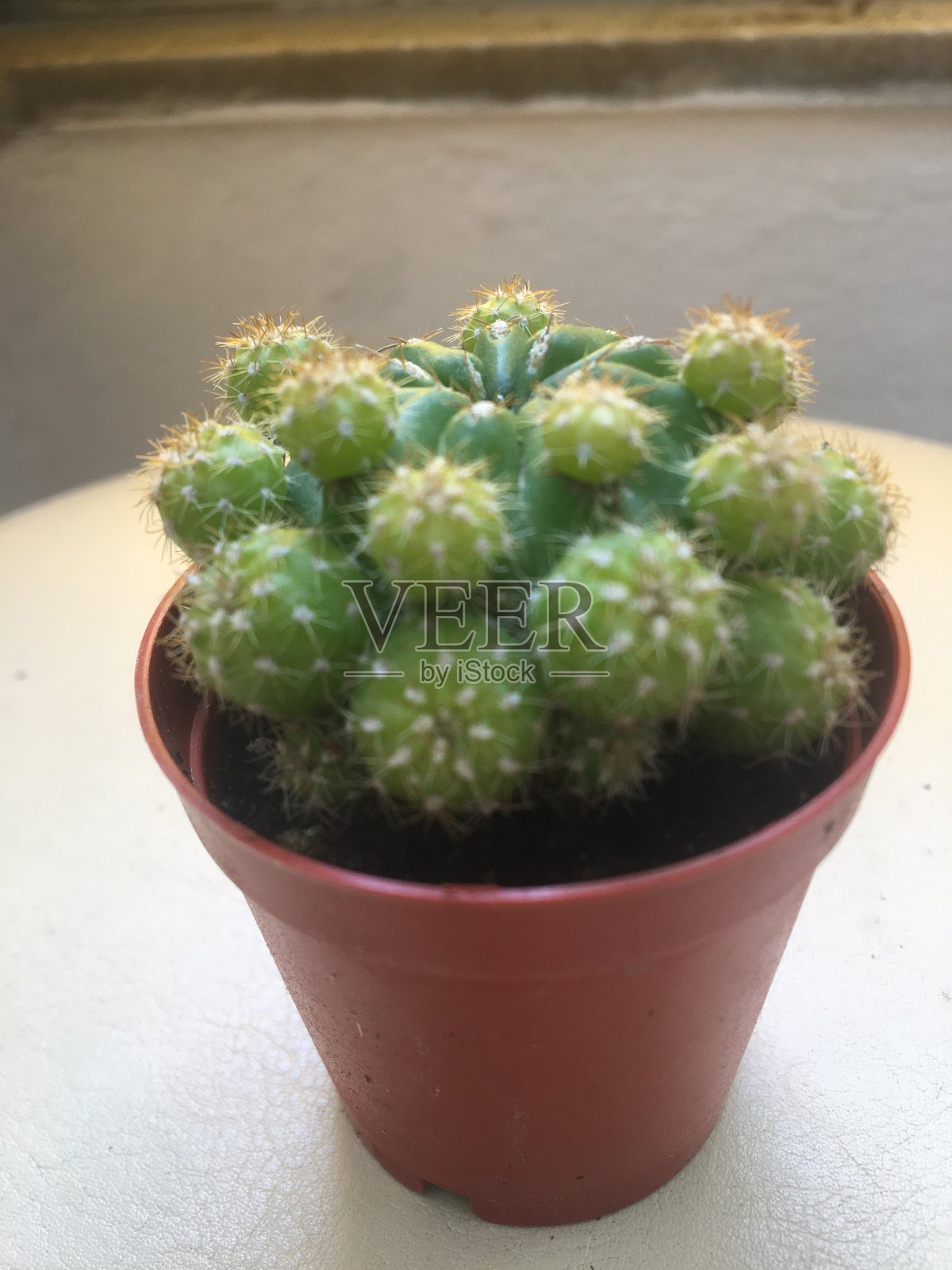 仙人掌多汁花各种属照片摄影图片