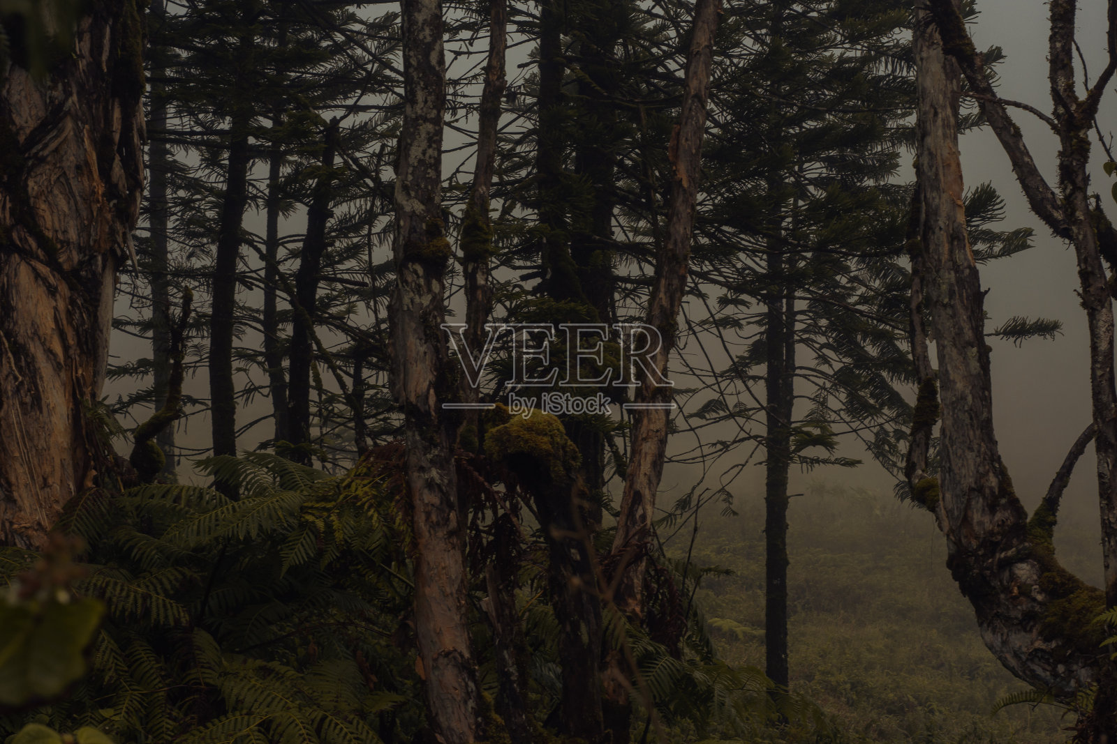 夏威夷毛伊岛瓦伊森林Iao山谷的全景自然景观。照片摄影图片