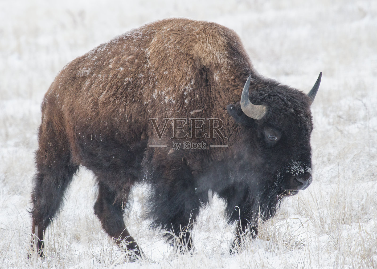 科罗拉多平原上的美洲野牛。落基山兵工厂国家野生动物保护区。照片摄影图片