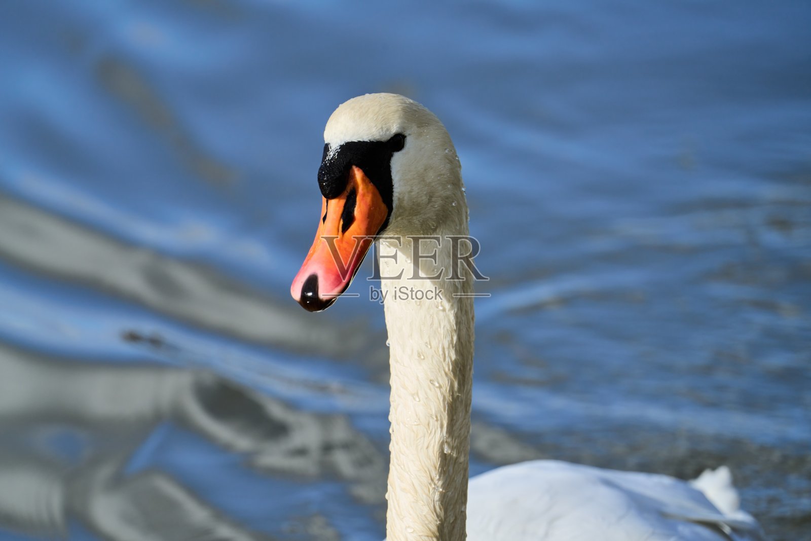 一只疣鼻天鹅的肖像照片摄影图片