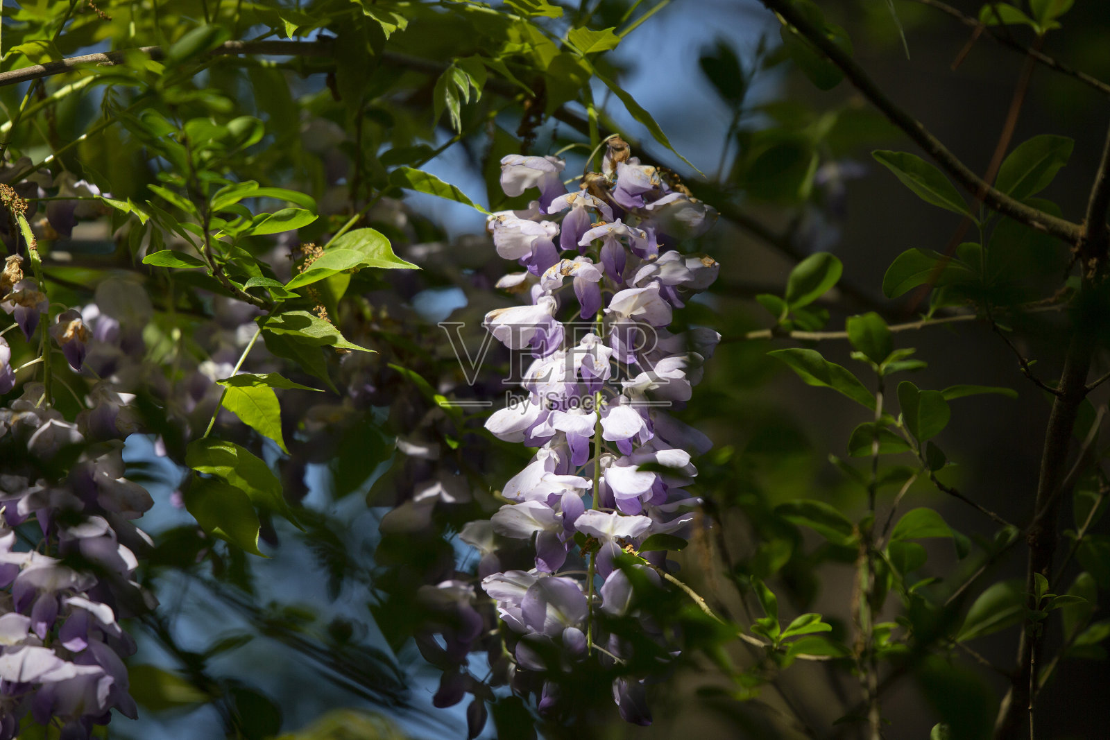 紫色的紫藤花朵照片摄影图片