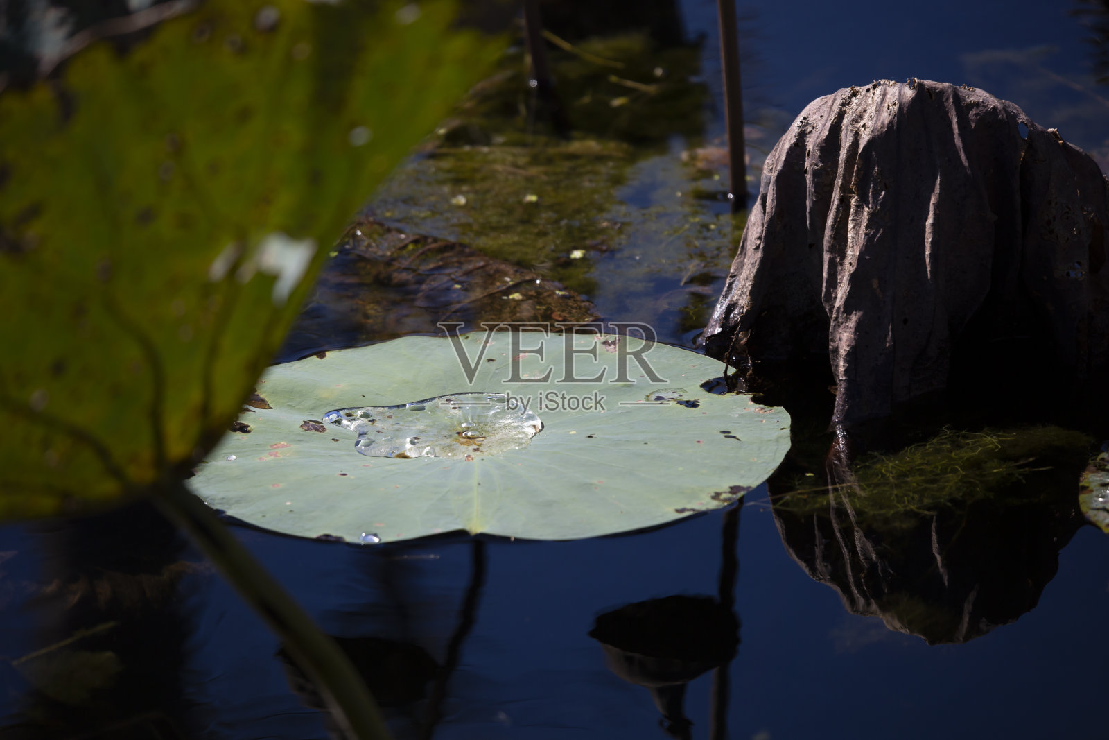 睡莲叶子照片摄影图片