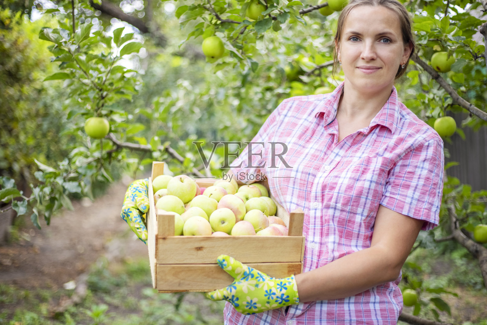 戴着手套的农妇拿着木箱里刚摘下来的熟苹果。农业和园艺的概念照片摄影图片
