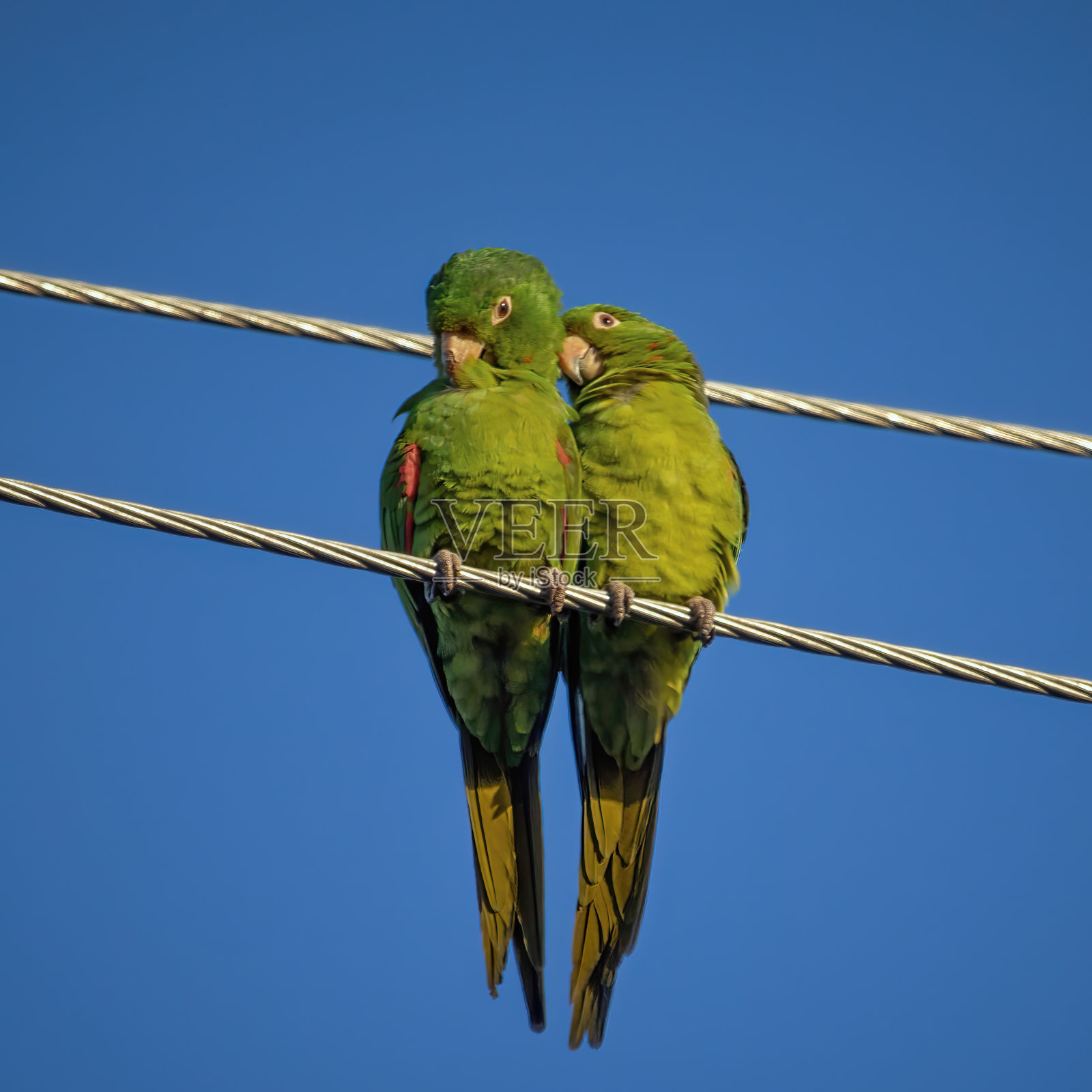 野生绿色鹦鹉照片摄影图片