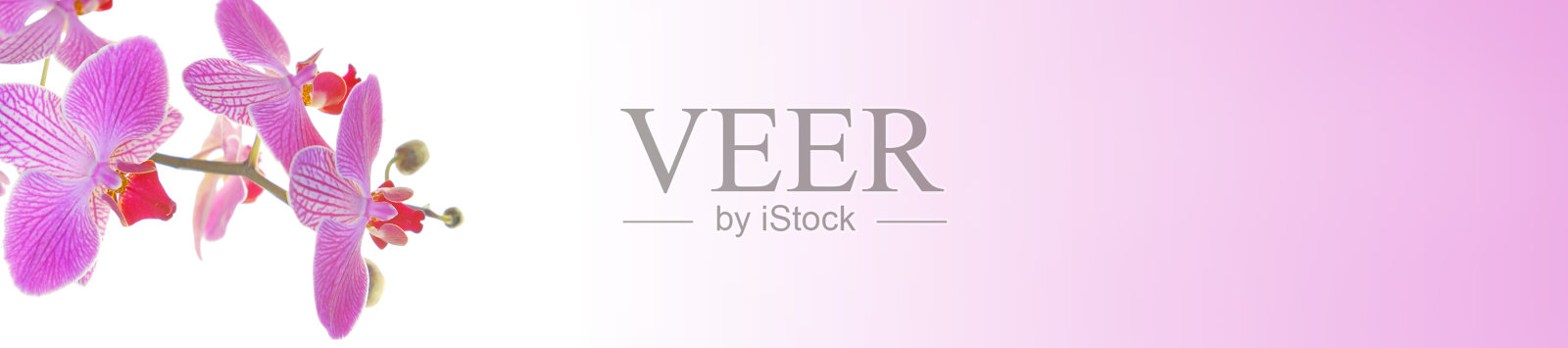 蝴蝶兰属pulcherrima。兰花花朵旗帜。粉红色兰花孤立在白色背景与粉红色梯度。美丽的背景。照片摄影图片