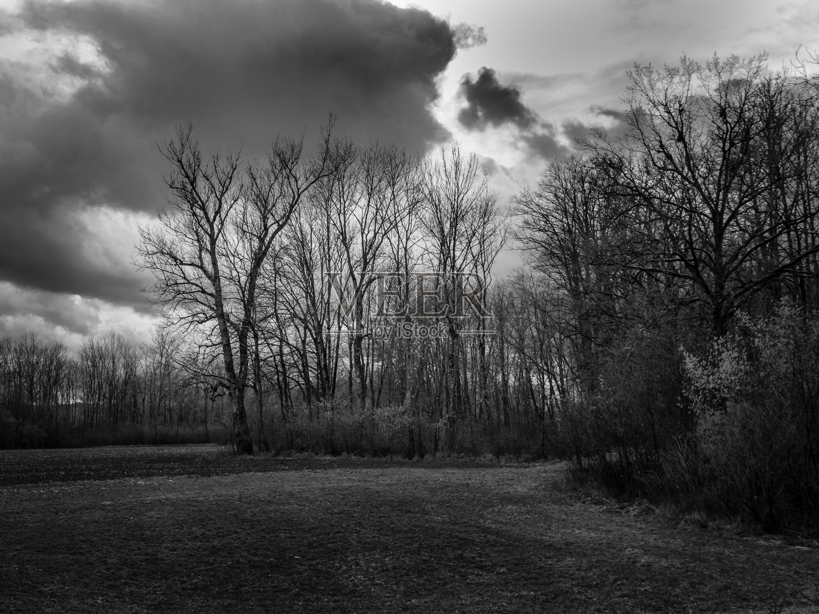 冬天森林边缘的光秃秃的树照片摄影图片