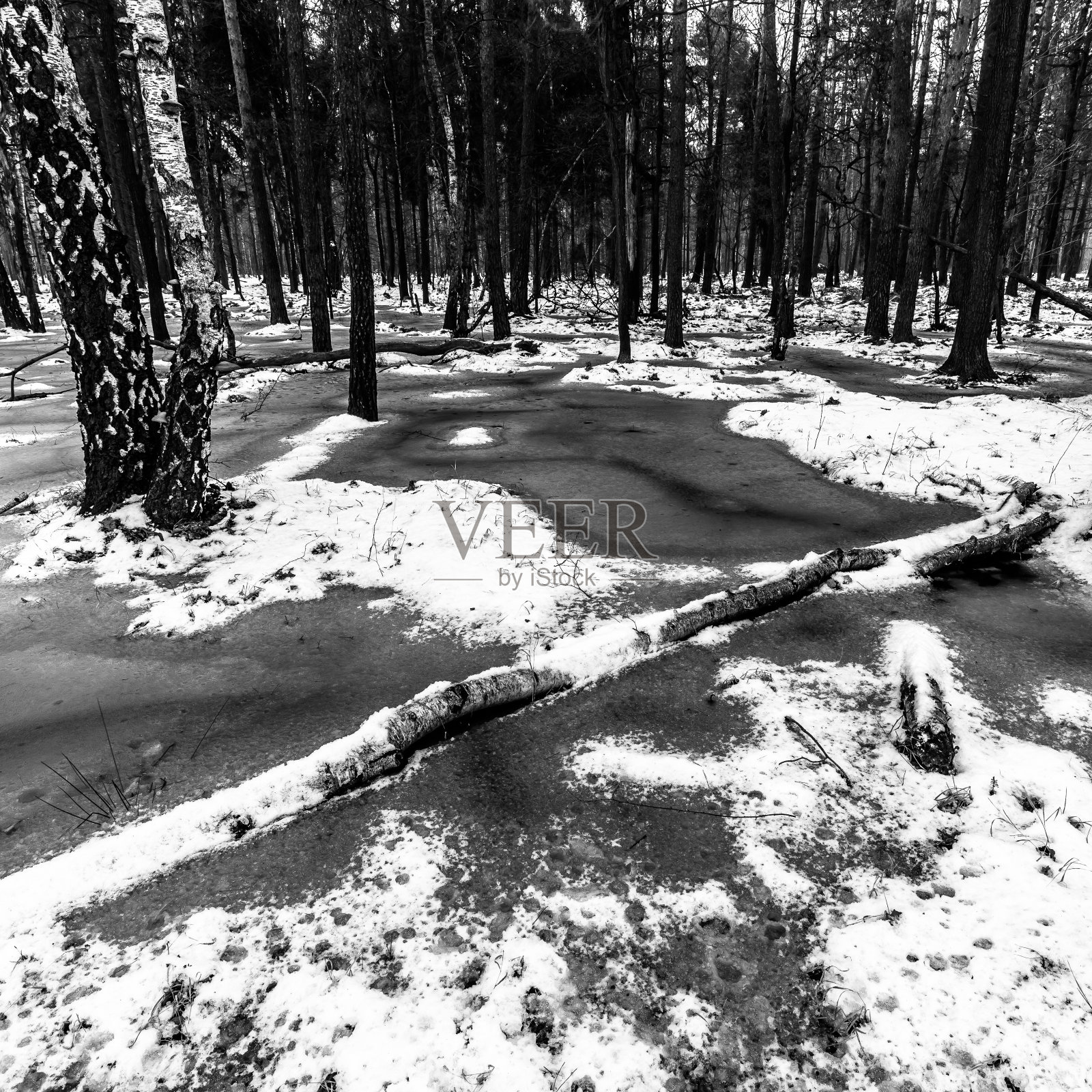 可怕的冬季森林的美丽景色。照片摄影图片