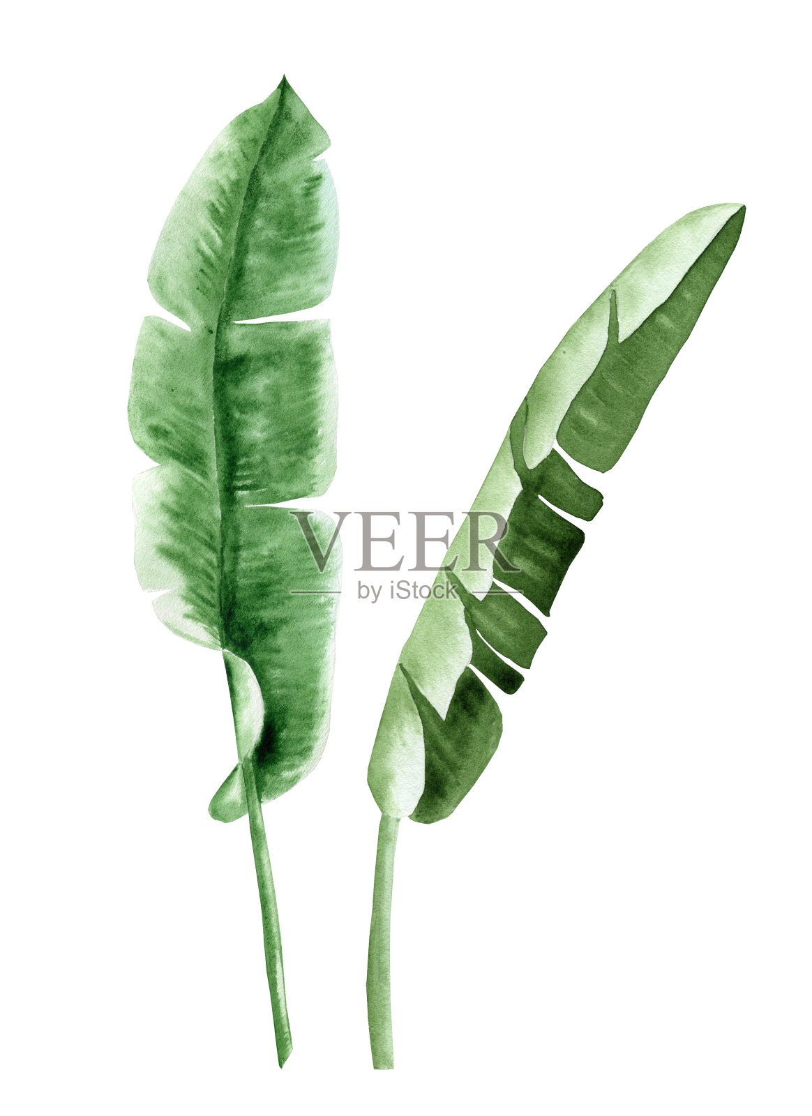 芭蕉叶水彩集。热带绿叶手绘插图。异国情调的叶子在一个孤立的背景。丛林棕榈枝。用于明信片和织物上的印刷。植物剪贴画插画图片素材