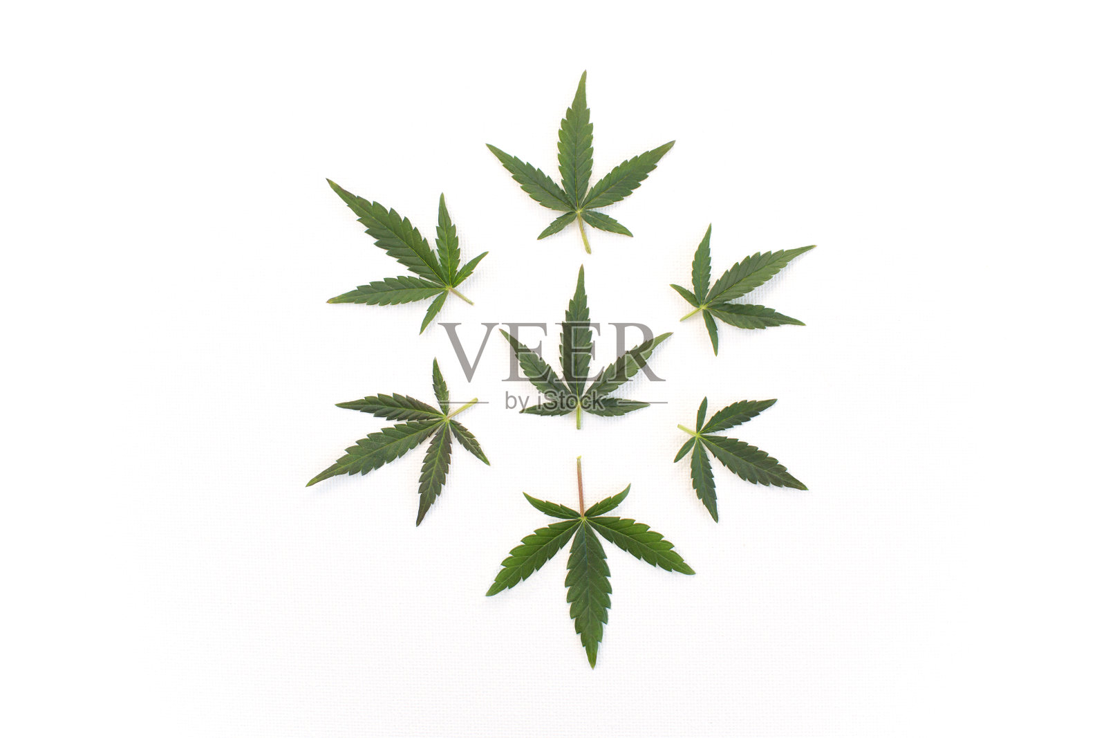 大麻叶被大麻叶包围在白色纺织背景上。照片摄影图片