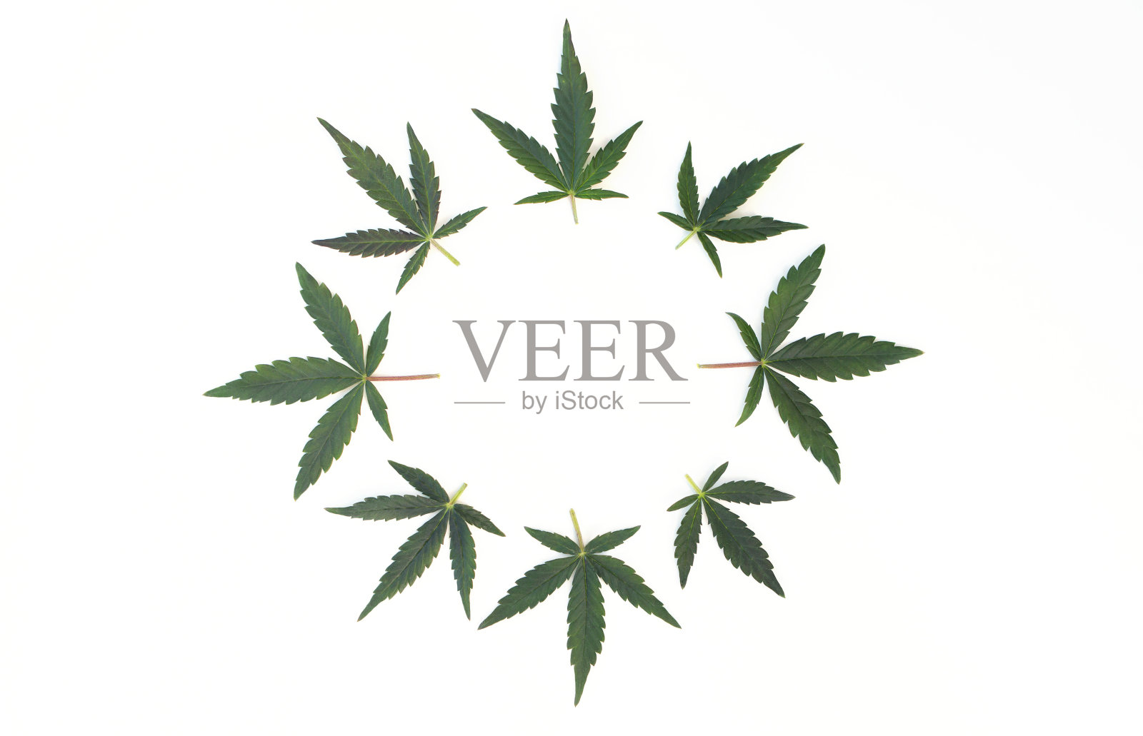圆形框架大麻叶子孤立在白色背景上。照片摄影图片