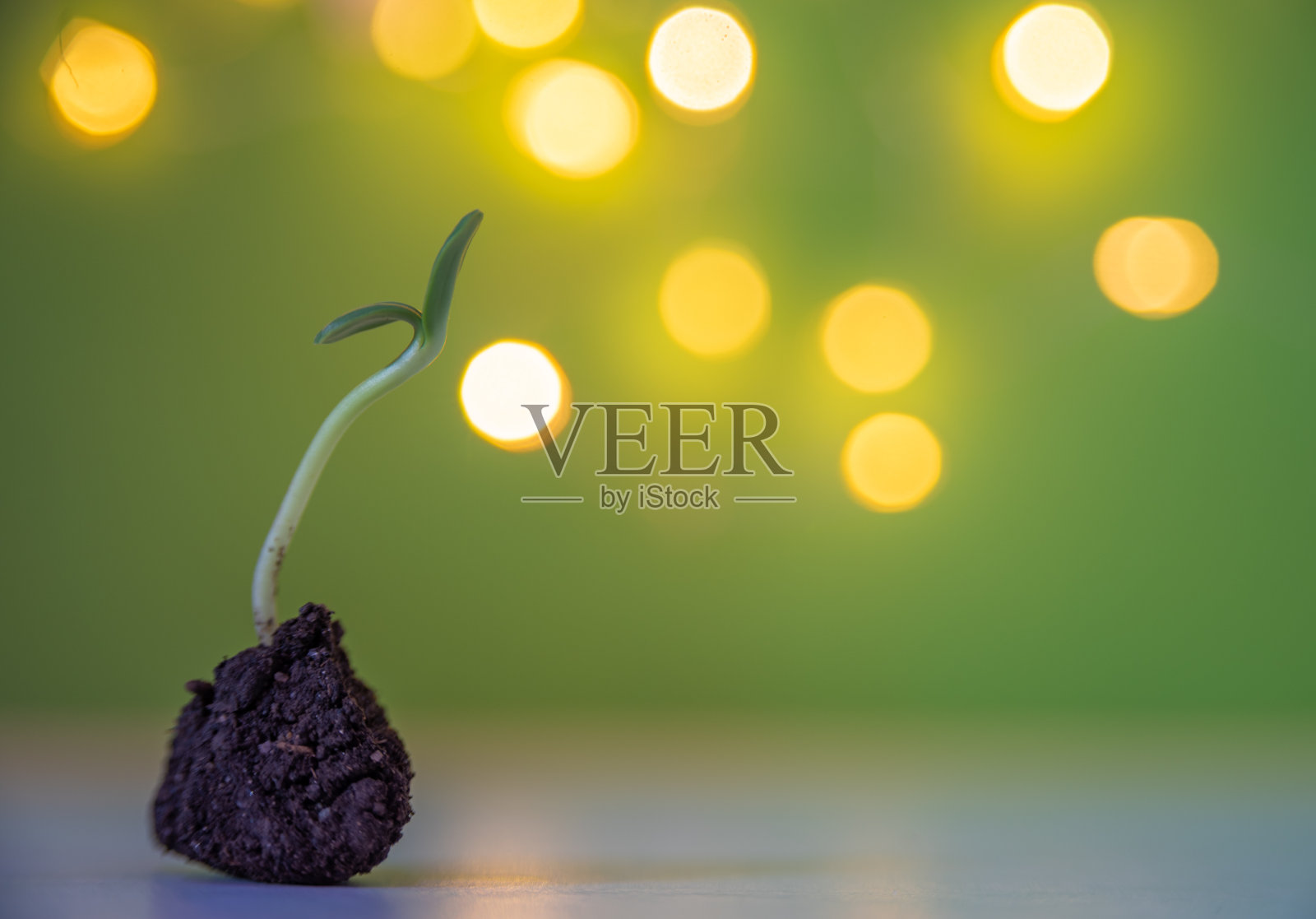 背景有灯光的小植物照片摄影图片